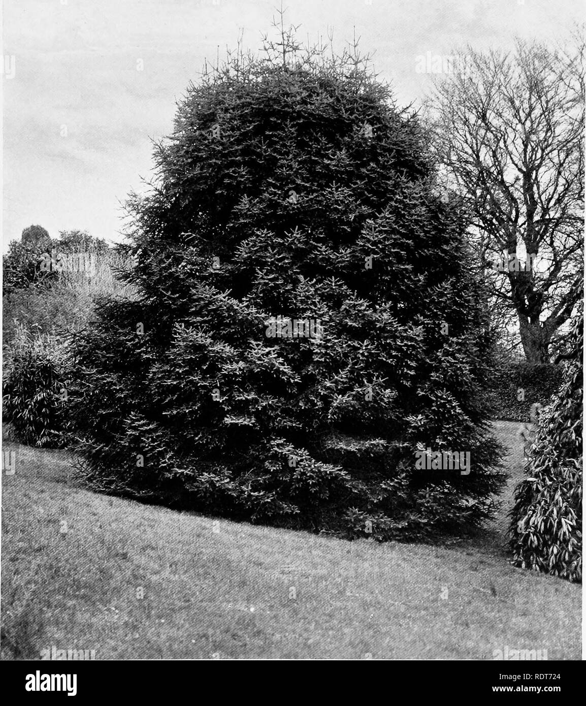 . Beautiful and rare trees &amp; plants. Trees; Shrubs; Plants, Ornamental. ABIES PINSAPO.. Please note that these images are extracted from scanned page images that may have been digitally enhanced for readability - coloration and appearance of these illustrations may not perfectly resemble the original work.. Annesley, Hugh Annesley, 5th earl, 1831-1908. London, Pub. at the Offices of &quot;Country Life,&quot;; New York, C. Scribner's Sons Stock Photo