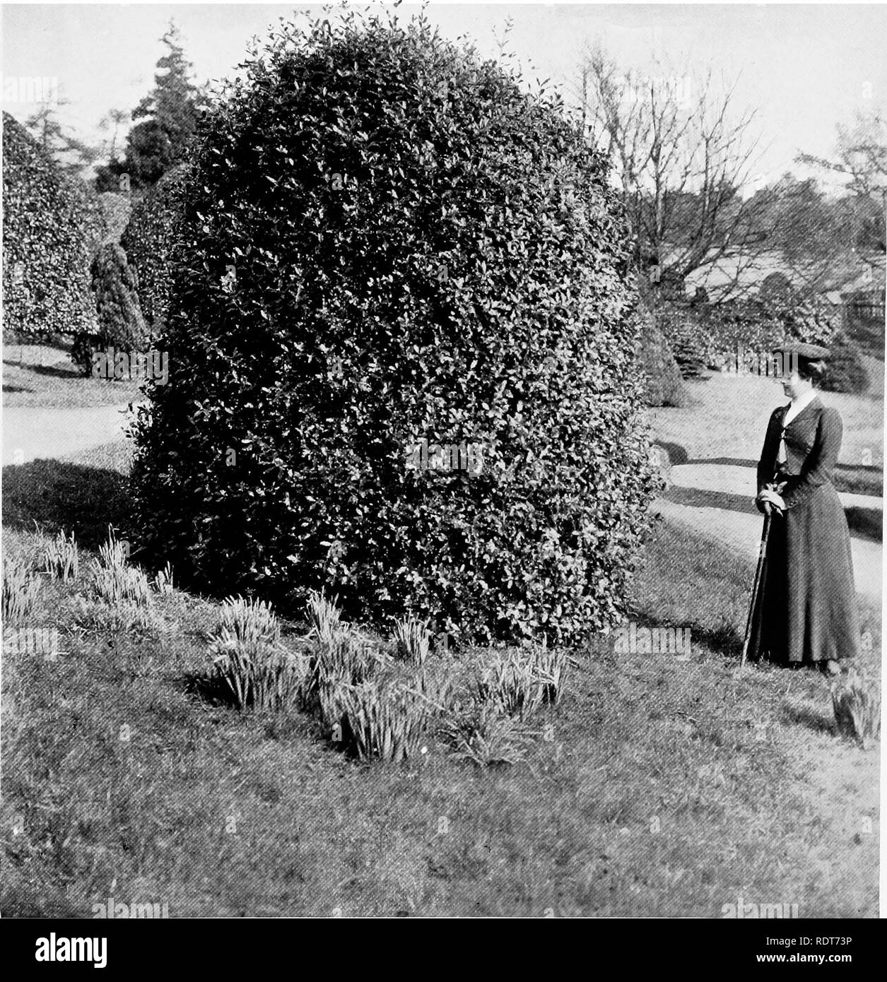 . Beautiful and rare trees &amp; plants. Trees; Shrubs; Plants, Ornamental. PITTOSPORUM UNDULATUM.. Please note that these images are extracted from scanned page images that may have been digitally enhanced for readability - coloration and appearance of these illustrations may not perfectly resemble the original work.. Annesley, Hugh Annesley, 5th earl, 1831-1908. London, Pub. at the Offices of &quot;Country Life,&quot;; New York, C. Scribner's Sons Stock Photo