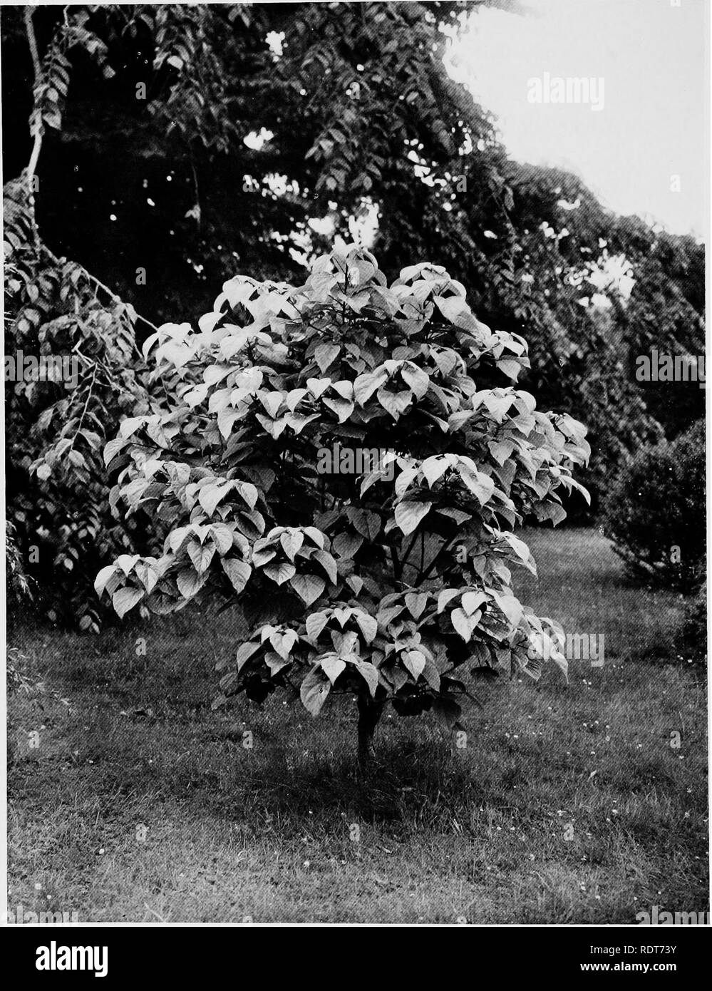 . Beautiful and rare trees &amp; plants. Trees; Shrubs; Plants, Ornamental. IDESIA POLYCARPA,. Please note that these images are extracted from scanned page images that may have been digitally enhanced for readability - coloration and appearance of these illustrations may not perfectly resemble the original work.. Annesley, Hugh Annesley, 5th earl, 1831-1908. London, Pub. at the Offices of &quot;Country Life,&quot;; New York, C. Scribner's Sons Stock Photo