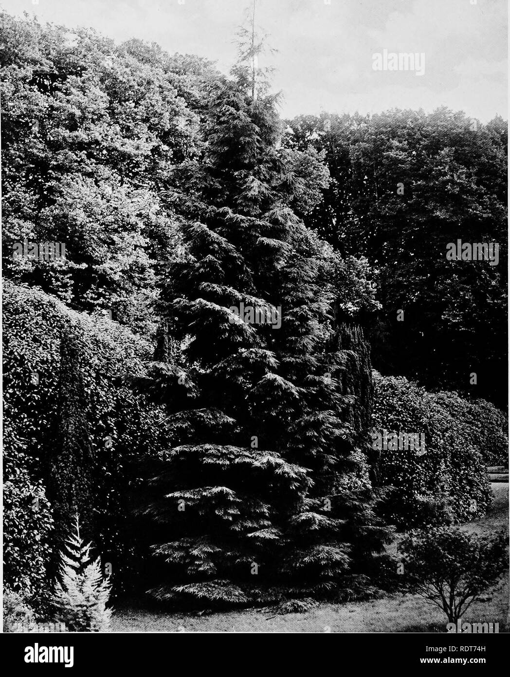 . Beautiful and rare trees &amp; plants. Trees; Shrubs; Plants, Ornamental. TSUGA ALBERTIANA.. Please note that these images are extracted from scanned page images that may have been digitally enhanced for readability - coloration and appearance of these illustrations may not perfectly resemble the original work.. Annesley, Hugh Annesley, 5th earl, 1831-1908. London, Pub. at the Offices of &quot;Country Life,&quot;; New York, C. Scribner's Sons Stock Photo