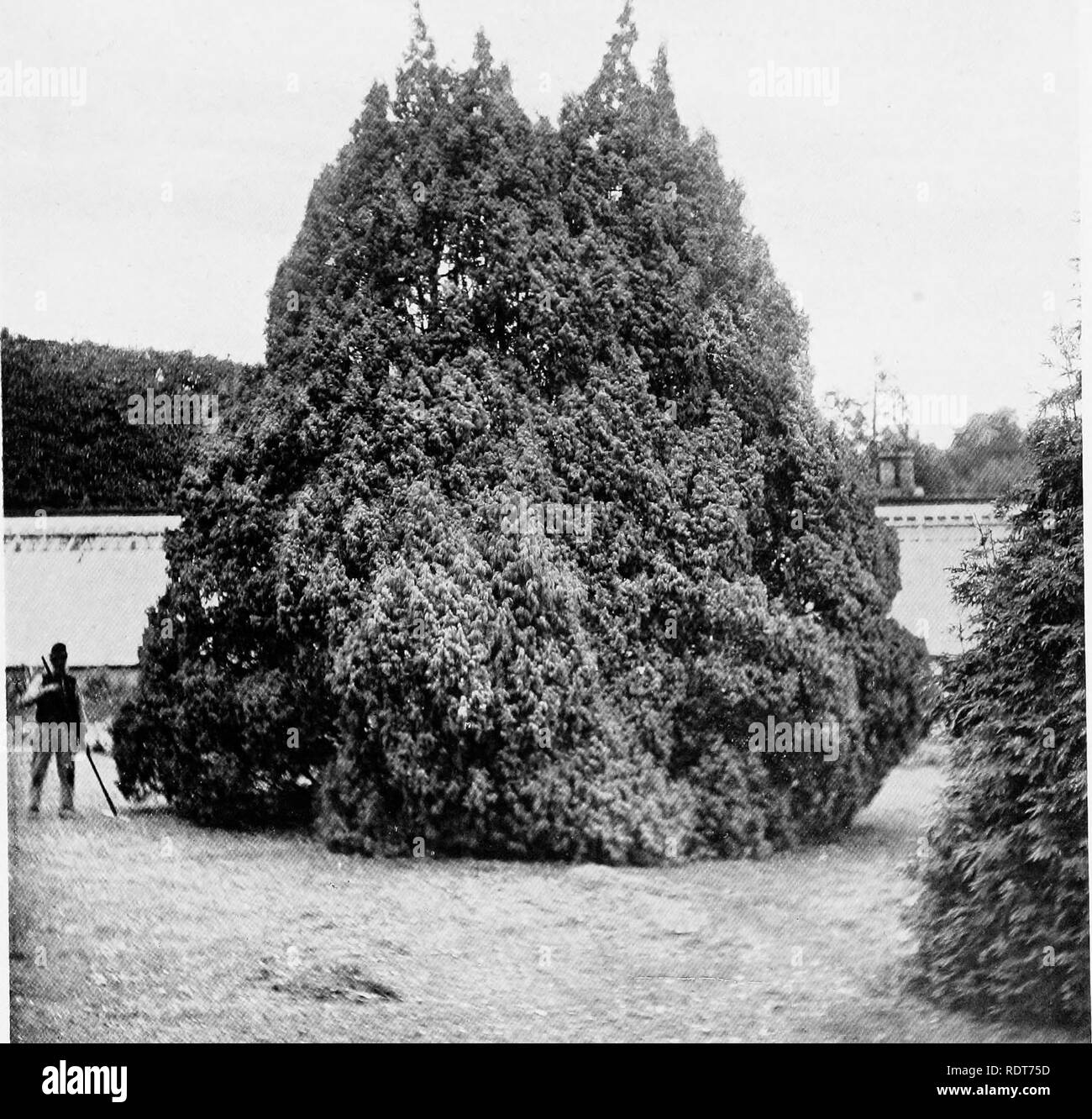 Beautiful and rare trees &amp; plants. Trees; Shrubs; Plants, Ornamental.  JUNIPERUS RECURVA.. Please note that these images are extracted from  scanned page images that may have been digitally enhanced for readability -