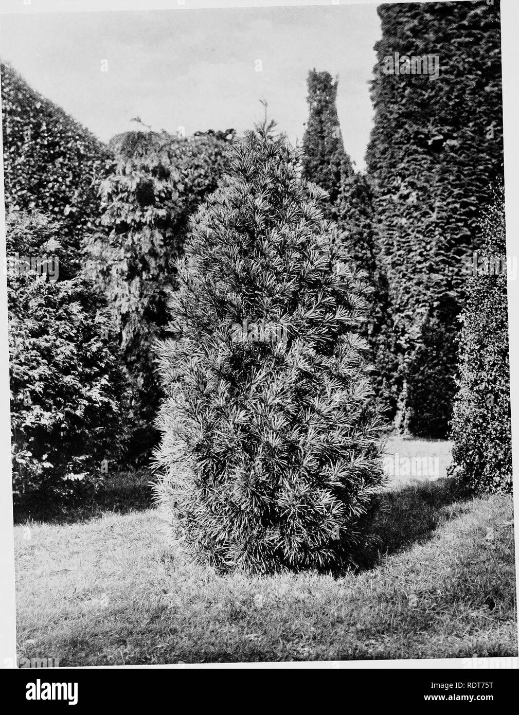 . Beautiful and rare trees &amp; plants. Trees; Shrubs; Plants, Ornamental. SCIADOPITYS VERTICILLATA.. Please note that these images are extracted from scanned page images that may have been digitally enhanced for readability - coloration and appearance of these illustrations may not perfectly resemble the original work.. Annesley, Hugh Annesley, 5th earl, 1831-1908. London, Pub. at the Offices of &quot;Country Life,&quot;; New York, C. Scribner's Sons Stock Photo