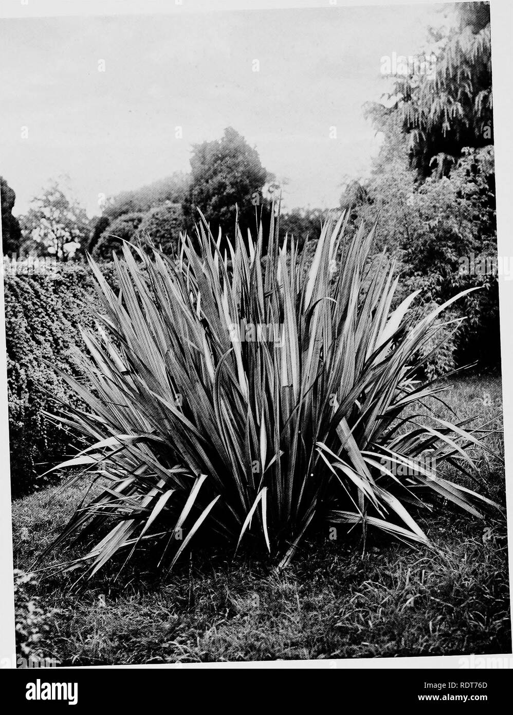 Phormium tenax variegatum Black and White Stock Photos & Images - Alamy