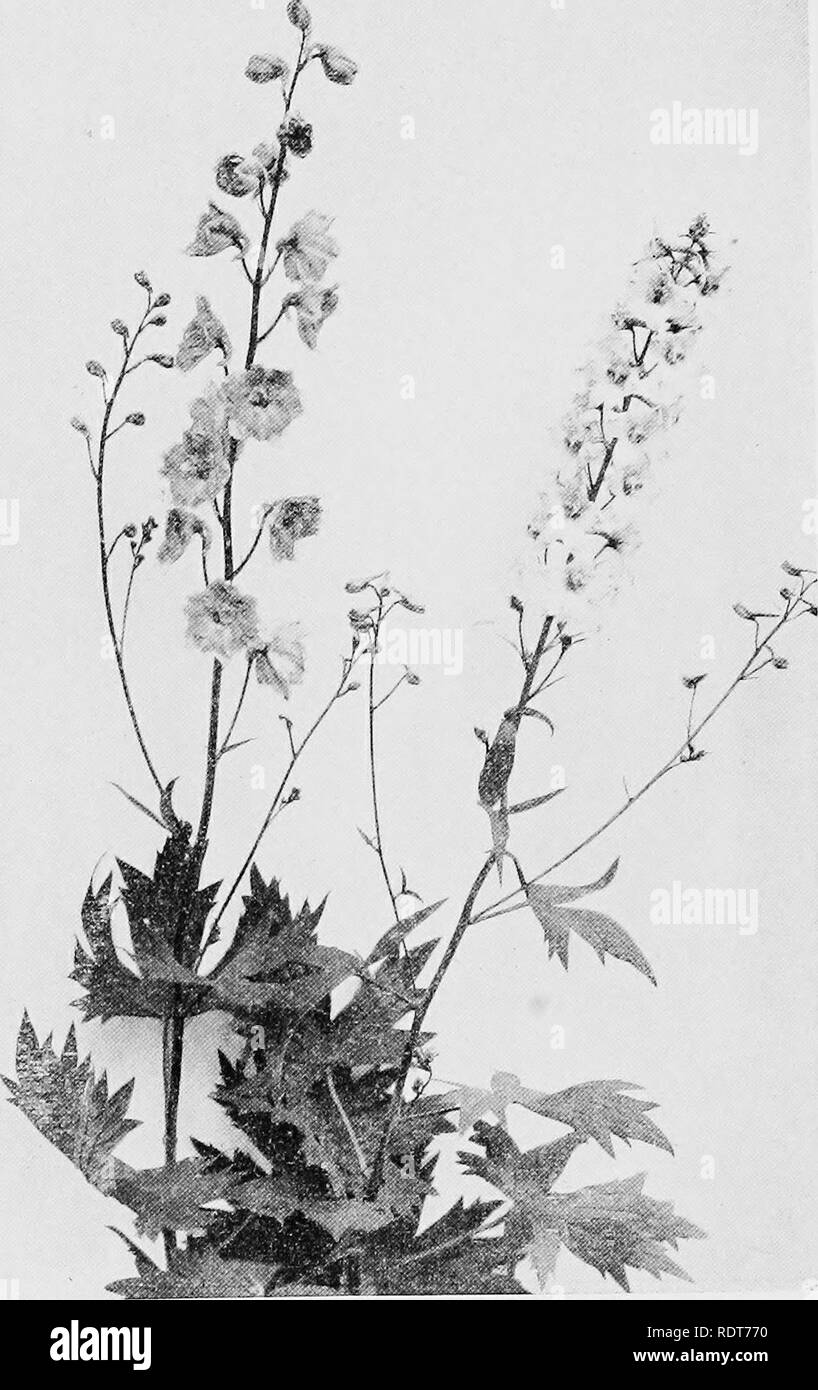 . Yard and garden; a book of practical information for the amateur gardener in city, town or suburb. Floriculture. 150 YARD AND GAEDEN. Larkspur (Delphinium liyhridum). Please note that these images are extracted from scanned page images that may have been digitally enhanced for readability - coloration and appearance of these illustrations may not perfectly resemble the original work.. Baker, Tarkington, 1878-. Indianapolis, The Bobbs-Merrill company Stock Photo