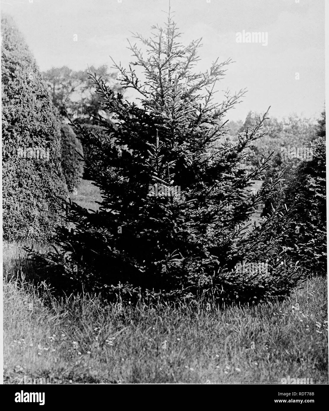 . Beautiful and rare trees &amp; plants. Trees; Shrubs; Plants, Ornamental. PICEA ALCOCKIANA VAR ACICULARIS.. Please note that these images are extracted from scanned page images that may have been digitally enhanced for readability - coloration and appearance of these illustrations may not perfectly resemble the original work.. Annesley, Hugh Annesley, 5th earl, 1831-1908. London, Pub. at the Offices of &quot;Country Life,&quot;; New York, C. Scribner's Sons Stock Photo