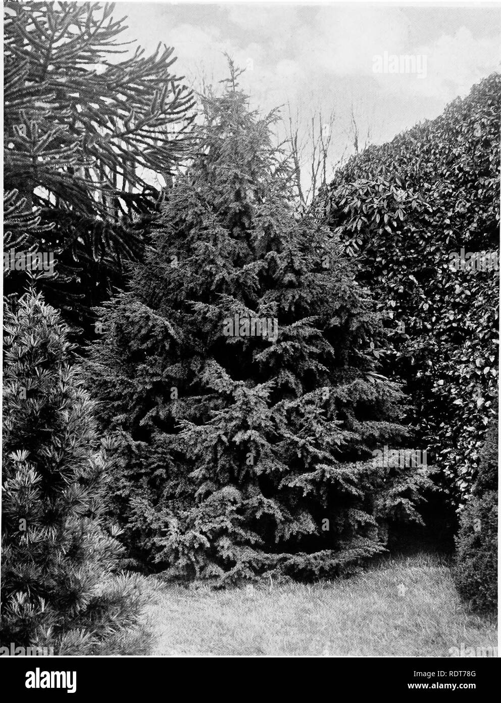 . Beautiful and rare trees &amp; plants. Trees; Shrubs; Plants, Ornamental. TSUGA HOOKERIANA.. Please note that these images are extracted from scanned page images that may have been digitally enhanced for readability - coloration and appearance of these illustrations may not perfectly resemble the original work.. Annesley, Hugh Annesley, 5th earl, 1831-1908. London, Pub. at the Offices of &quot;Country Life,&quot;; New York, C. Scribner's Sons Stock Photo
