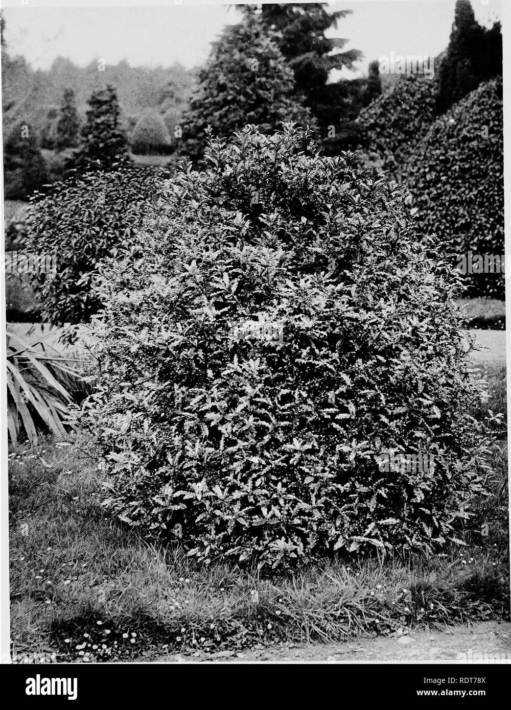 . Beautiful and rare trees &amp; plants. Trees; Shrubs; Plants, Ornamental. PITTOSPORUM EUGENIOIDES.. Please note that these images are extracted from scanned page images that may have been digitally enhanced for readability - coloration and appearance of these illustrations may not perfectly resemble the original work.. Annesley, Hugh Annesley, 5th earl, 1831-1908. London, Pub. at the Offices of &quot;Country Life,&quot;; New York, C. Scribner's Sons Stock Photo