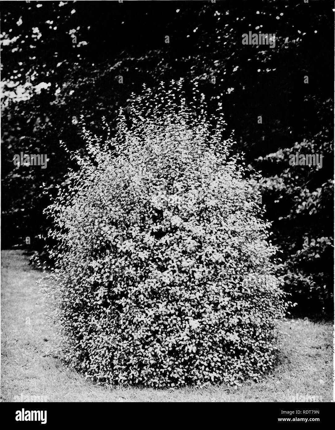 . Beautiful and rare trees &amp; plants. Trees; Shrubs; Plants, Ornamental. i- K^^â - PITTOSPORUM COLENSOl.. Please note that these images are extracted from scanned page images that may have been digitally enhanced for readability - coloration and appearance of these illustrations may not perfectly resemble the original work.. Annesley, Hugh Annesley, 5th earl, 1831-1908. London, Pub. at the Offices of &quot;Country Life,&quot;; New York, C. Scribner's Sons Stock Photo