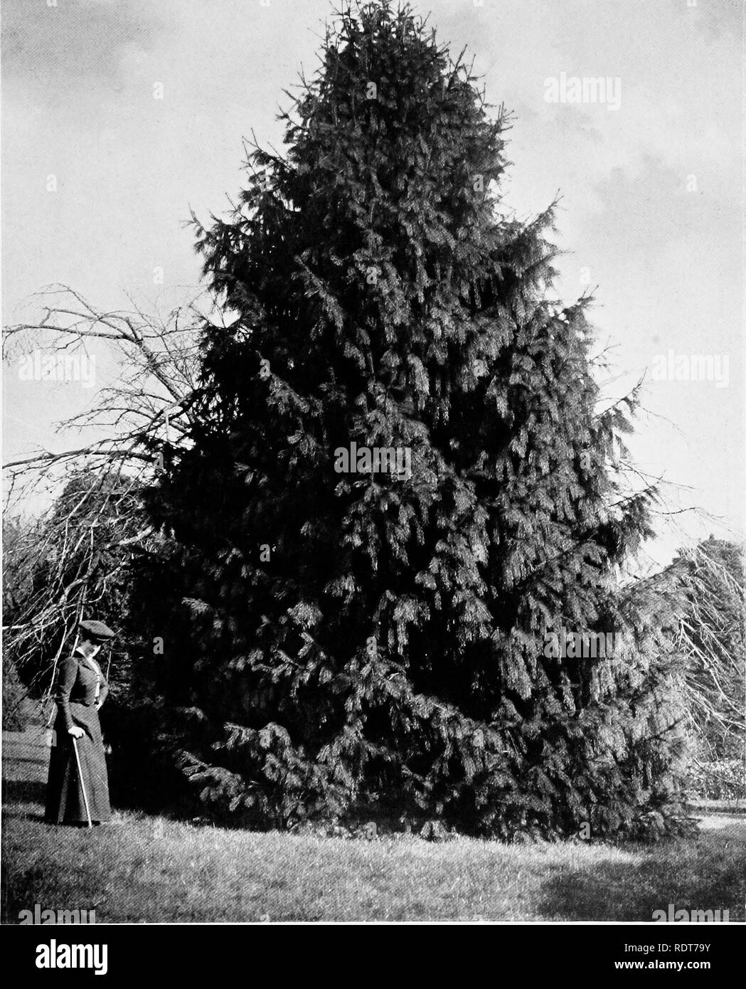 . Beautiful and rare trees &amp; plants. Trees; Shrubs; Plants, Ornamental. -Kj^^^. PICEA MORINDA.. Please note that these images are extracted from scanned page images that may have been digitally enhanced for readability - coloration and appearance of these illustrations may not perfectly resemble the original work.. Annesley, Hugh Annesley, 5th earl, 1831-1908. London, Pub. at the Offices of &quot;Country Life,&quot;; New York, C. Scribner's Sons Stock Photo