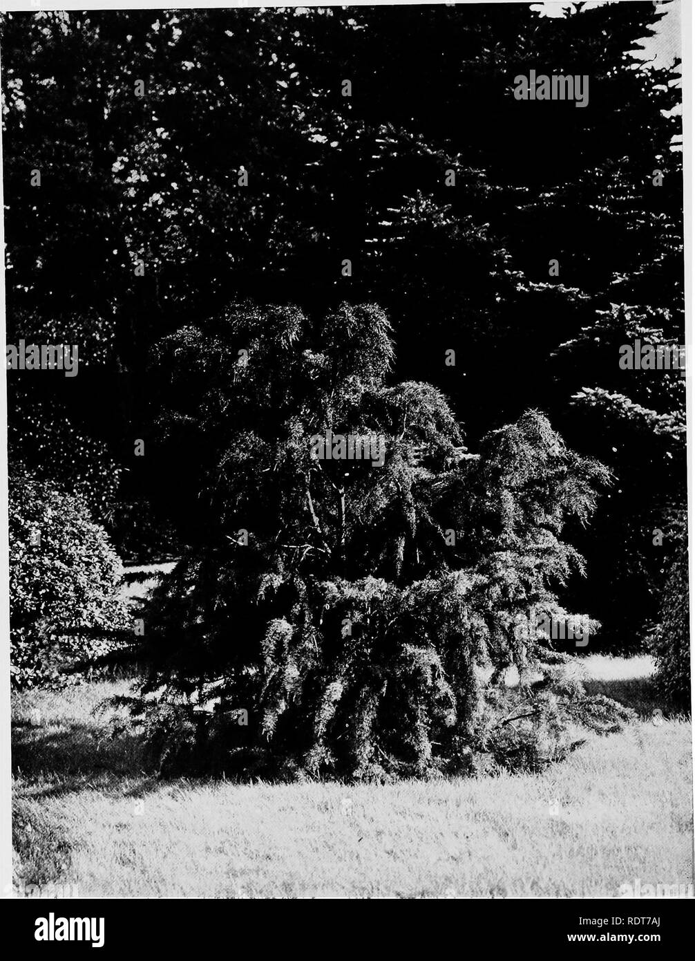 . Beautiful and rare trees &amp; plants. Trees; Shrubs; Plants, Ornamental. DACRYDIUM FRANKLINII.. Please note that these images are extracted from scanned page images that may have been digitally enhanced for readability - coloration and appearance of these illustrations may not perfectly resemble the original work.. Annesley, Hugh Annesley, 5th earl, 1831-1908. London, Pub. at the Offices of &quot;Country Life,&quot;; New York, C. Scribner's Sons Stock Photo