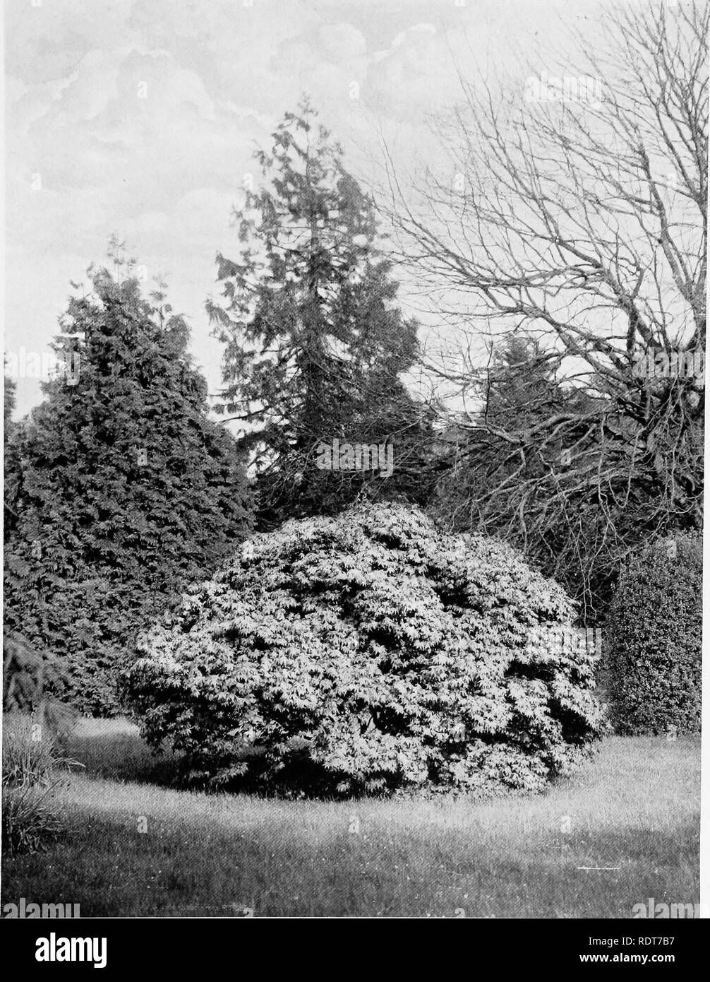 . Beautiful and rare trees &amp; plants. Trees; Shrubs; Plants, Ornamental. ACER PALMATUM ATROPURPUREUM. Please note that these images are extracted from scanned page images that may have been digitally enhanced for readability - coloration and appearance of these illustrations may not perfectly resemble the original work.. Annesley, Hugh Annesley, 5th earl, 1831-1908. London, Pub. at the Offices of &quot;Country Life,&quot;; New York, C. Scribner's Sons Stock Photo