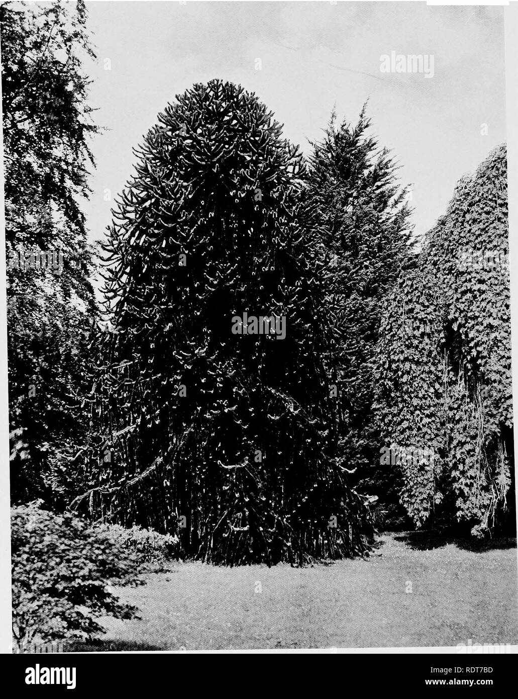 . Beautiful and rare trees &amp; plants. Trees; Shrubs; Plants, Ornamental. ARAUCARIA IMBRICATA.. Please note that these images are extracted from scanned page images that may have been digitally enhanced for readability - coloration and appearance of these illustrations may not perfectly resemble the original work.. Annesley, Hugh Annesley, 5th earl, 1831-1908. London, Pub. at the Offices of &quot;Country Life,&quot;; New York, C. Scribner's Sons Stock Photo