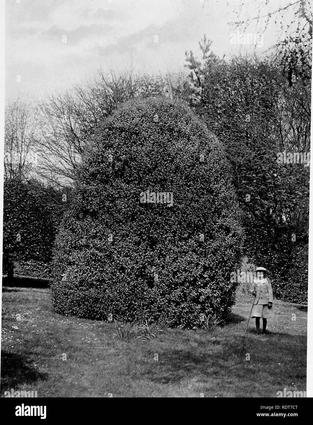 . Beautiful and rare trees &amp; plants. Trees; Shrubs; Plants, Ornamental. PITTOSPORUM MAYII.. Please note that these images are extracted from scanned page images that may have been digitally enhanced for readability - coloration and appearance of these illustrations may not perfectly resemble the original work.. Annesley, Hugh Annesley, 5th earl, 1831-1908. London, Pub. at the Offices of &quot;Country Life,&quot;; New York, C. Scribner's Sons Stock Photo