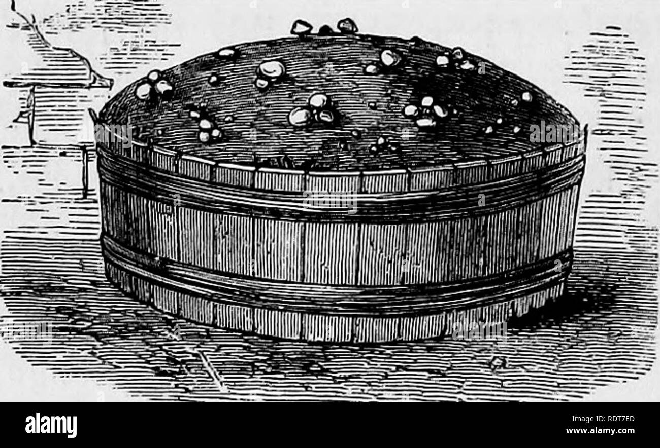 . The parks, promenades, &amp; gardens of Paris, described and considered in relation to the wants of our own cities, and the public and private gardens. Gardens; Parks. 486 MUSHROOM CULTURE. a tub. Holes are made in the bottom of each, and a thin layer of good soil is spread over them inside. They are then filled with good well prepared stable manure, just like that used in the case of ordinary Mushroom beds, the different layers of dung in each tub being well pressed down. When the tub is half full, six or seven good pieces of spawn are placed on the surface, and the remainder is piled up wi Stock Photo