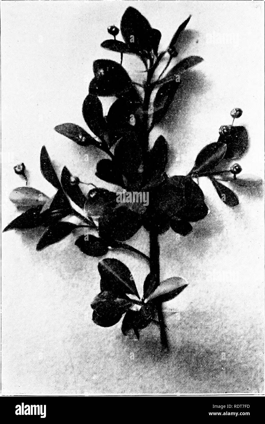. Ornamental shrubs for garden, lawn, and park planting, with an account of the origin, capabilities, and adaptations of the numerous species and varieties, native and foreign, and especially of the new and rare sorts, suited to cultivation in the United States. Shrubs. Euonymus. 207 not so hardy as the European and American species. Its leaves are oblong and sharply pointed, and the flowers, which appear in April, are small and somewhat fringed.. EUONYMUS JAPONICUS. The numerous branches are pendulous, gracefully droop- ing on all sides, and affording a full, round head. There are several var Stock Photo