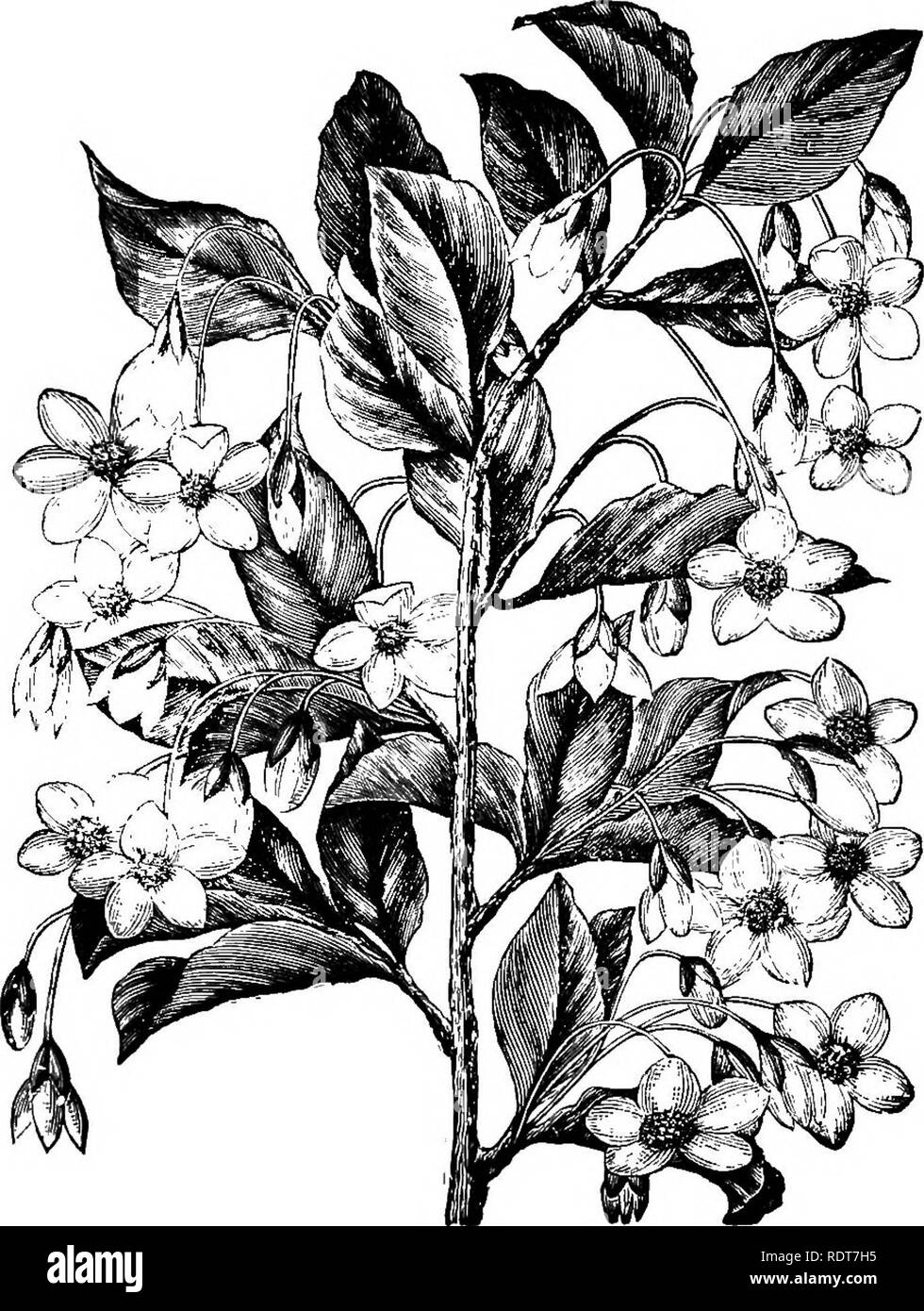 . Ornamental shrubs for garden, lawn, and park planting, with an account of the origin, capabilities, and adaptations of the numerous species and varieties, native and foreign, and especially of the new and rare sorts, suited to cultivation in the United States. Shrubs. Symplocos. 149 following in autumn and hanging in round balls, the seeds in which somewhat resemble kernels of coffee. The plant blossoms and bears fruit when quite young, and is at-. STYRAX JAPONICA. tractive at all seasons of the year. It has proved hardy both North and South, and thrives in any good garden soil. Mr. Falconer Stock Photo