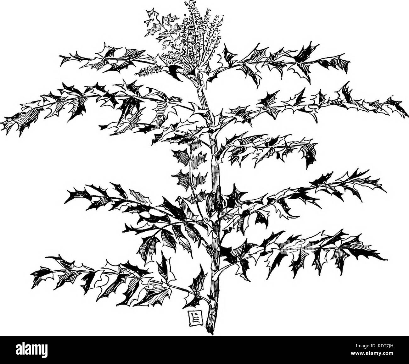 . Ornamental shrubs for garden, lawn, and park planting, with an account of the origin, capabilities, and adaptations of the numerous species and varieties, native and foreign, and especially of the new and rare sorts, suited to cultivation in the United States. Shrubs. 114 Ornamental Shrubs. with teeth. The species has the advantage of being an evergreen, and, as the branches are numerous and the fohage dense, it is showy in winter as well as in summer. The Japanese barberry, B.japonica, is a compact shrub, seldom growing more than two to four feet, and having. BERBERIS JAPONICA. unbranched s Stock Photo