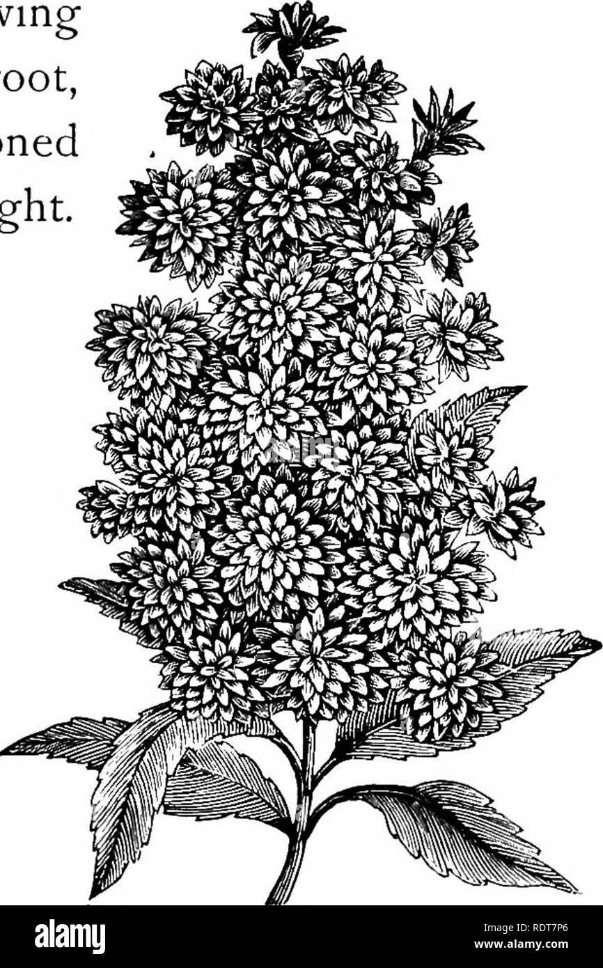 . Ornamental shrubs for garden, lawn, and park planting, with an