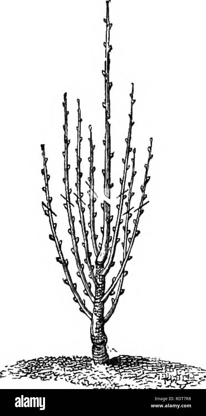 Perron Tree . The parks, promenades, & gardens of Paris, described and considered ...