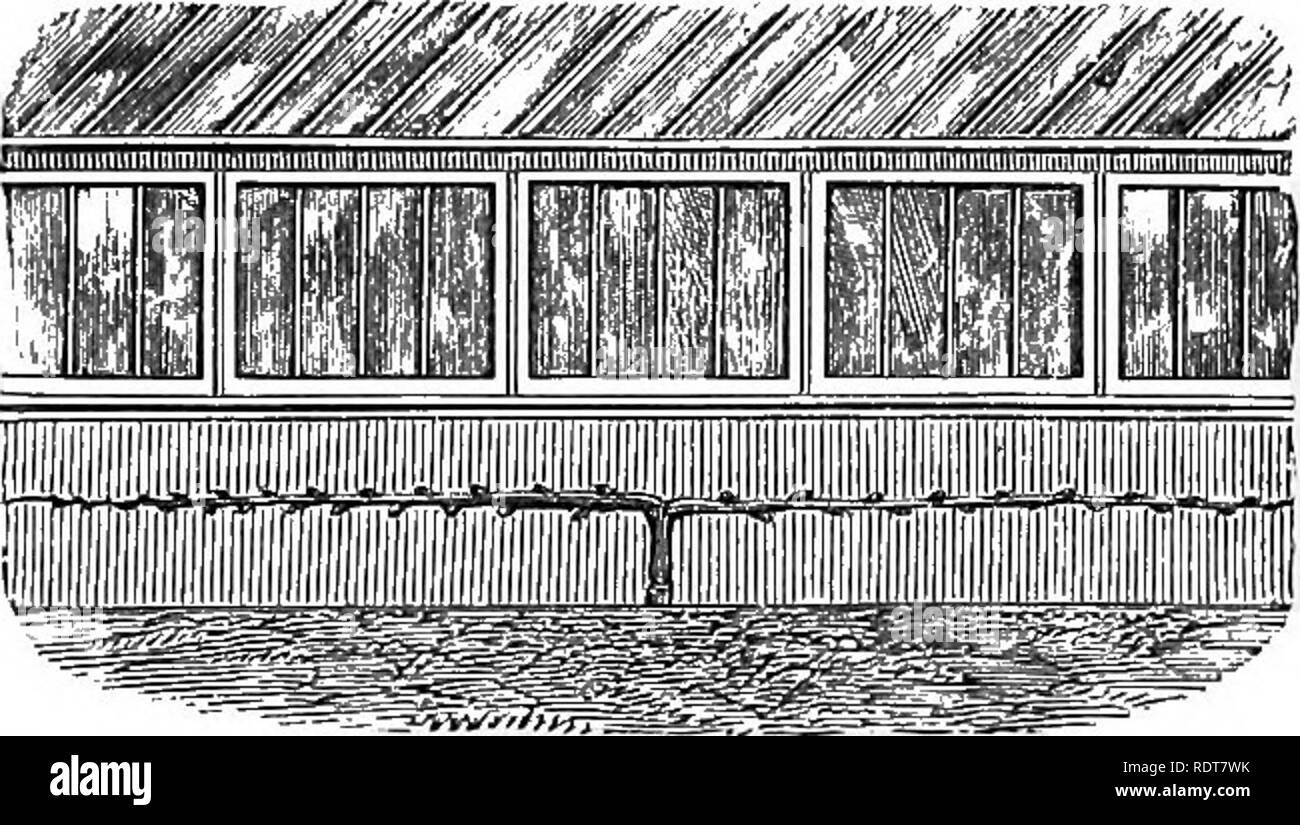 . The parks, promenades, &amp; gardens of Paris, described and considered in relation to the wants of our own cities, and the public and private gardens. Gardens; Parks. THE CORDON SYSTEM OF FRUIT GROWING. 337 Cordons are trained against walls, espaliers, and in many ways, but the most popular form of all, and the best and most useful, is the little line of Apple trees acting as an edging to the quarters in the kitchen and fruit garden. By selecting good kinds and training them in this way abundance of the finest fruit may be grown without having any of the large trees or those of any other fo Stock Photo