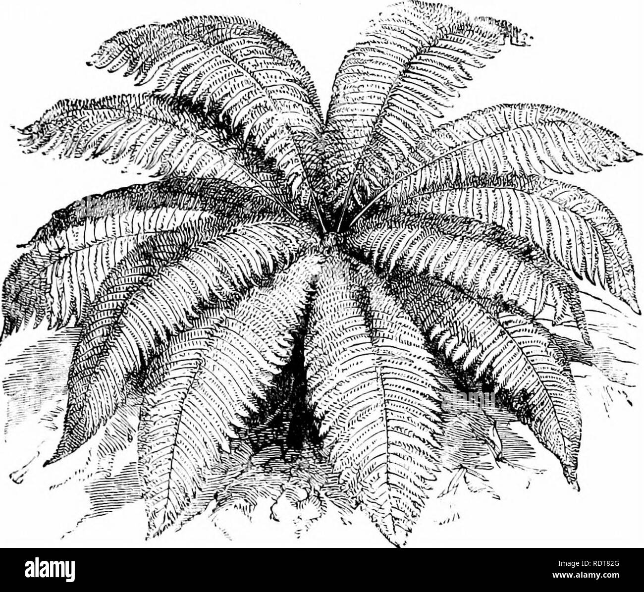 . Ferns and fern culture their native habitats, organisation, habits