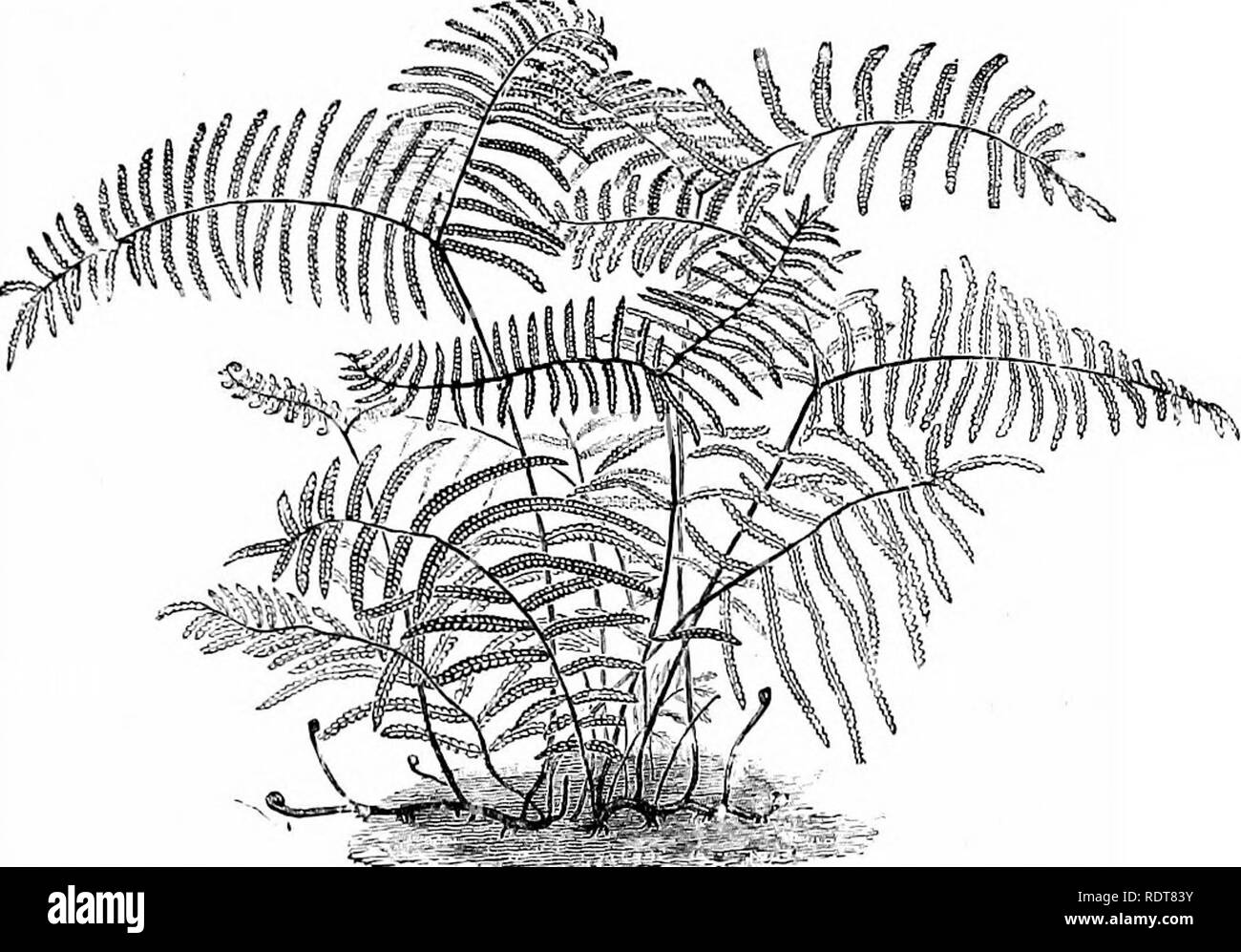 . Ferns and fern culture: their native habitats, organisation, habits of growth, compost for different genera; cultivation in pots, baskets, rockwork, walls; in stove, greenhouse, dwelling-house, and outdoor ferneries; potting, watering, propagation, etc. Selections of ferns suitable for stove, warm, cool and cold greenhouses; for baskets, walls, exhibition, wardian cases, dwelling-houses, and outdoor ferneries. Insect pests and their eradication, &amp; c.. Ferns. Ferns and Fern Culture, 99 turn, Athyrium laxum, Cheilanthes Olevelandii, O. gracillima, Oyrtomium caryotidium, C. falcatum, Davall Stock Photo