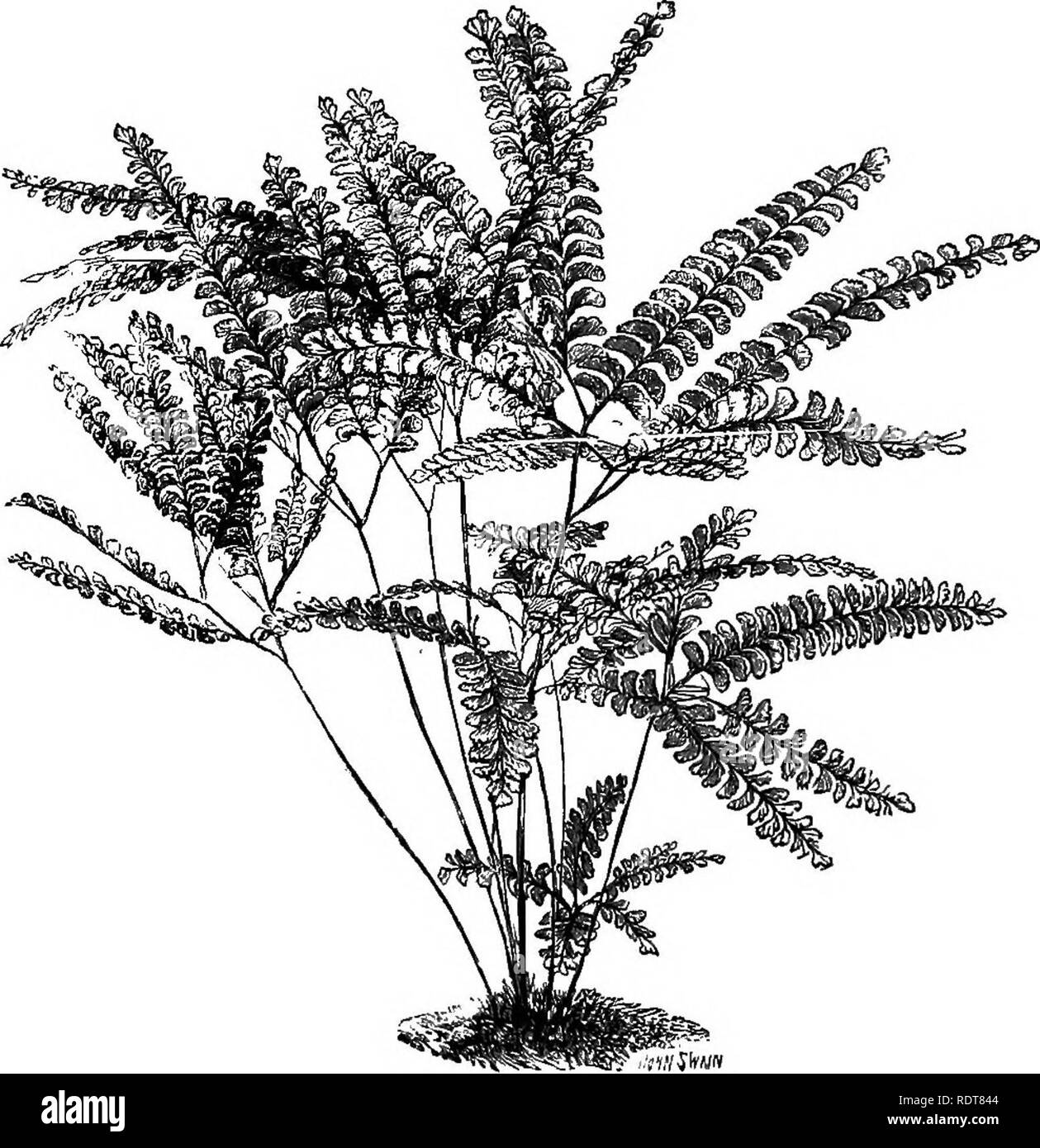 . Ferns and fern culture: their native habitats, organisation, habits of growth, compost for different genera; cultivation in pots, baskets, rockwork, walls; in stove, greenhouse, dwelling-house, and outdoor ferneries; potting, watering, propagation, etc. Selections of ferns suitable for stove, warm, cool and cold greenhouses; for baskets, walls, exhibition, wardian cases, dwelling-houses, and outdoor ferneries. Insect pests and their eradication, &amp; c.. Ferns. Fifty Cool Greenhouse Ferns for Pots. DIANTUM ^thiopicum, A. afflne, A. capillus veneris, A. colpodes elegans, A. decomm, A. formos Stock Photo