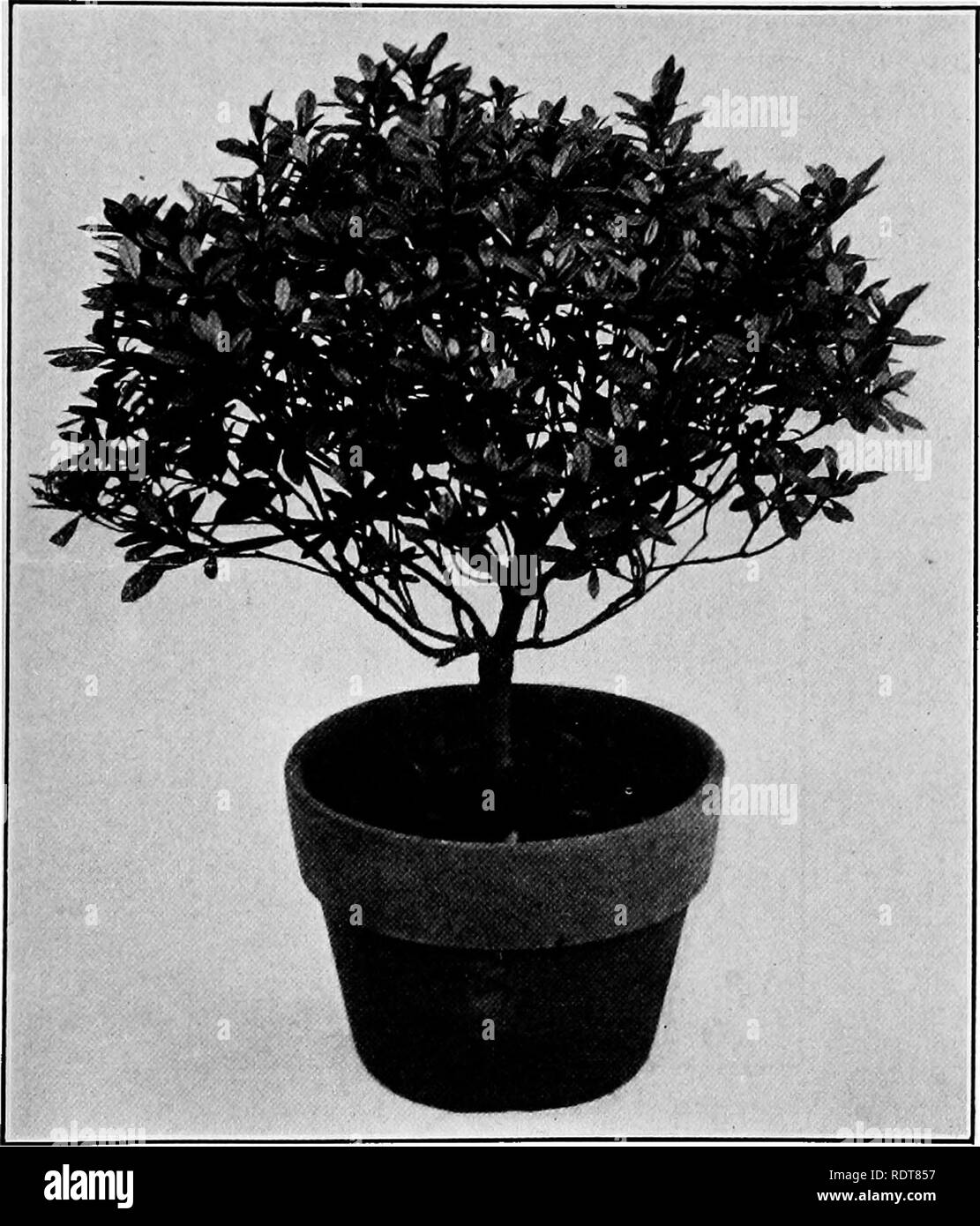 Flowers grown in the sun Black and White Stock Photos & Images - Alamy