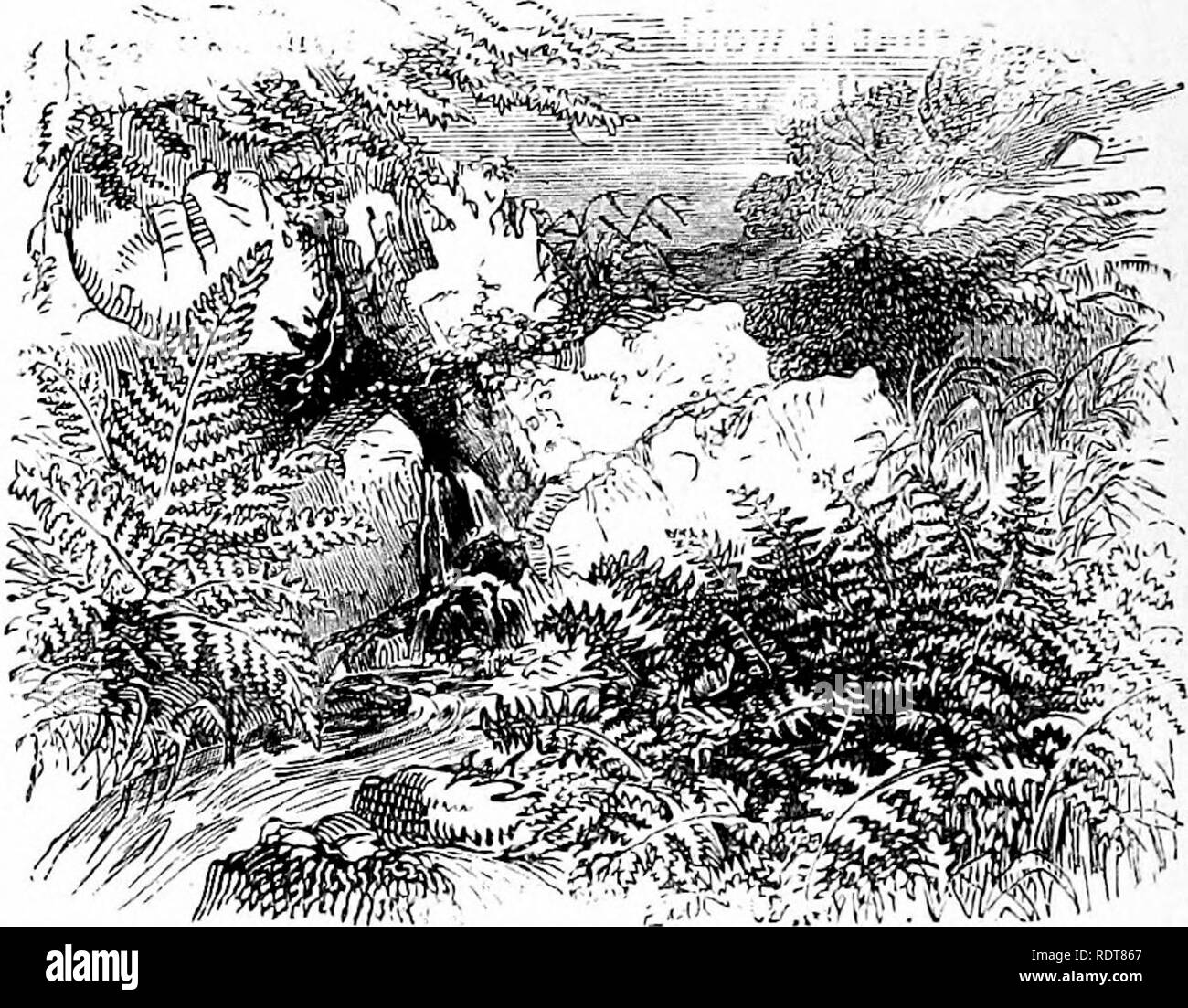 . Ferns and fern culture their native habitats, organisation, habits