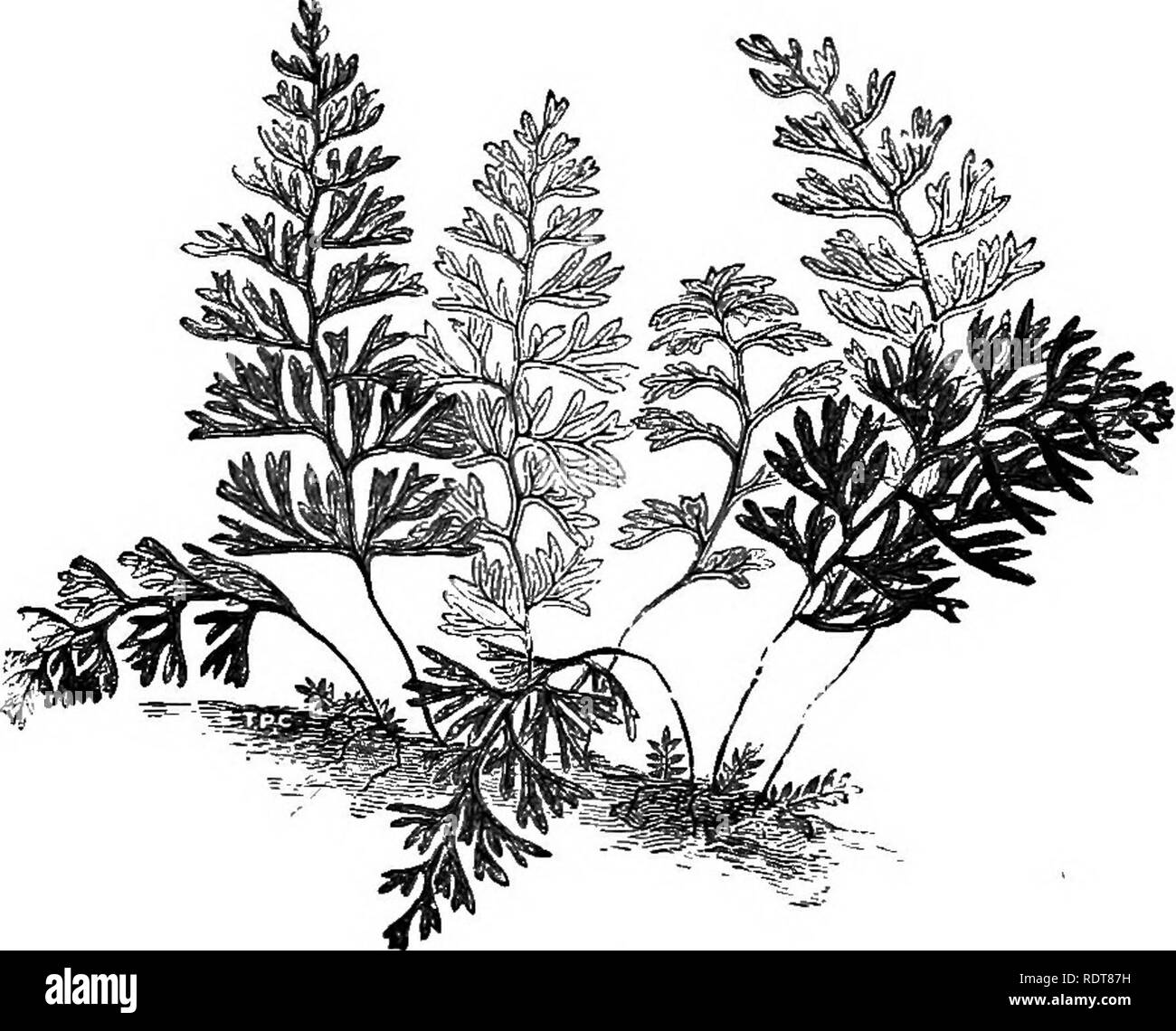 . Ferns and fern culture: their native habitats, organisation, habits of growth, compost for different genera; cultivation in pots, baskets, rockwork, walls; in stove, greenhouse, dwelling-house, and outdoor ferneries; potting, watering, propagation, etc. Selections of ferns suitable for stove, warm, cool and cold greenhouses; for baskets, walls, exhibition, wardian cases, dwelling-houses, and outdoor ferneries. Insect pests and their eradication, &amp; c.. Ferns. 38 Ferns and Fer-n Culture. frost without injury, although it is unquestionably better to keep the temperature from falling below 3 Stock Photo