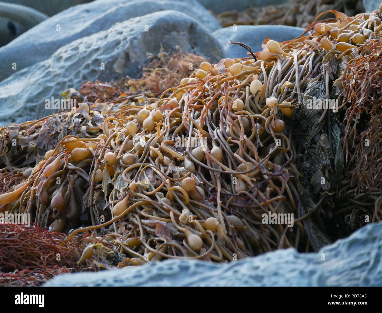 Rocks and kelp grass hi-res stock photography and images - Alamy