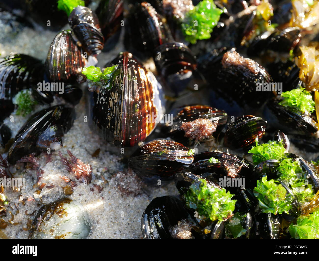 Wet mussels with seaweed Stock Photo Alamy