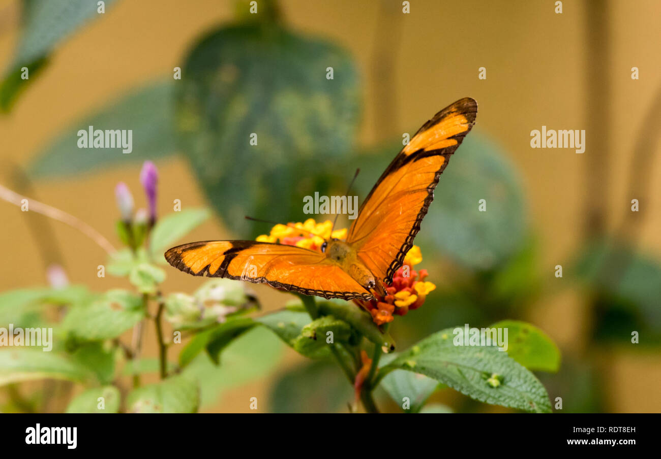 Orange Julia (Dryas iulia) Stock Photo