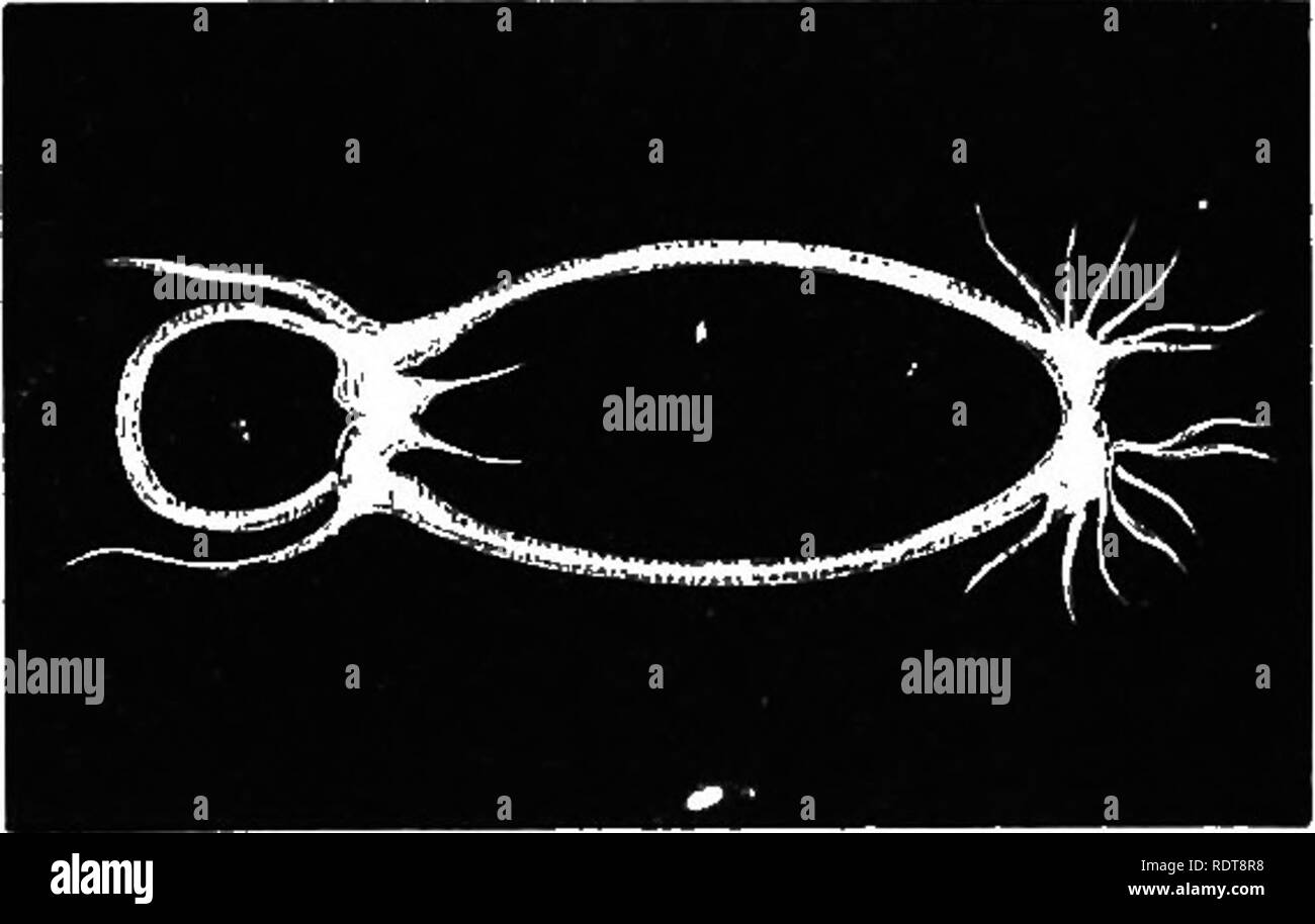 . Fourteen weeks in zoology. Zoology. III. SUBKINGDOM MOLLUSCA. General Characteristics. — The MoUuscans (soft- bodied) have yielding tissues ot great contractile power, inclosed in a soft flexible skin called the mantle. ^^' ''^' The nervous ganglia are placed irregularly, but all communicate with a larger mass forming around the throat a ring, which may be considered the brain. Except in one class, the muscles are attached to the skin, which is usually pro- tected by a shell consisting principally of carbonate of lime, which in turn is defended by an epidermis of animal matter, to prevent co Stock Photo