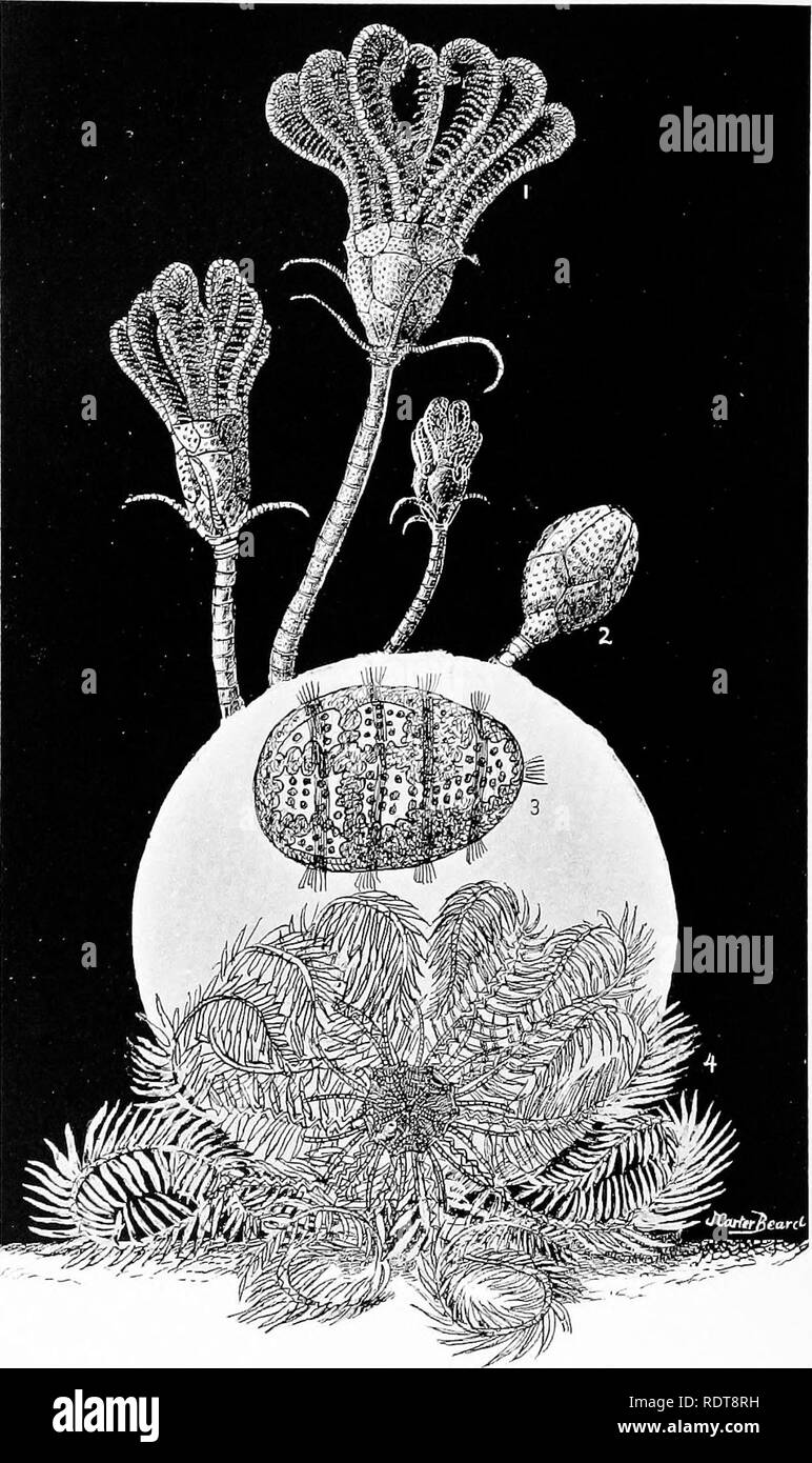 . The hall of shells;. Shells. A SEA LILY. 1. Pentacrinoid larva of the rosy feather star. 2. The bud quite young. 3. Dorsal view of the larva of the feather star at very early stage of its development, before the disappearance of the ciliated bands. Much enlarged. 4. Mature rosy feather star. (Comatula rosacea.). Please note that these images are extracted from scanned page images that may have been digitally enhanced for readability - coloration and appearance of these illustrations may not perfectly resemble the original work.. Hardy, Mary Earle, &quot;Mrs. A. S. Hardy,&quot; 1846-. New Yor Stock Photo