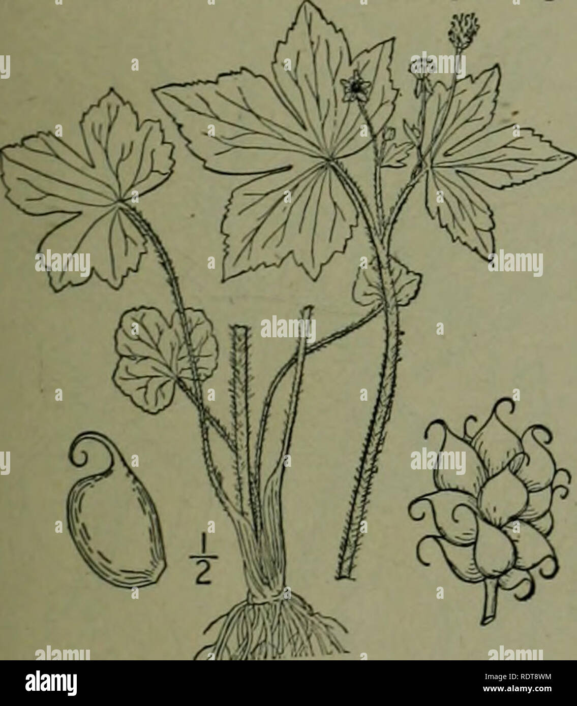 . An illustrated flora of the northern United States, Canada and the British possessions : from Newfoundland to the parallel of the southern boundary of Virginia and from the Atlantic Ocean westward to the 102nd meridian. Botany. CROWFOOT FAMILY. 19. Ranunculus sceleratus L. Celery-leaved Crowfoot. Fig. 1913. Ranunculus sceleratus L. Sp. PI. 551. 1753. R, eremogenes Greene, Erythea 4: 121. 1896. Stout, glabrous, or nearly so, 6-2° high, freely branching, stem hollow, sometimes li' thick. Basal leaves thick, 3-5-lobed, on long and broad petioles, the blade 1-2' broad, reni- form or cordate, tho Stock Photo