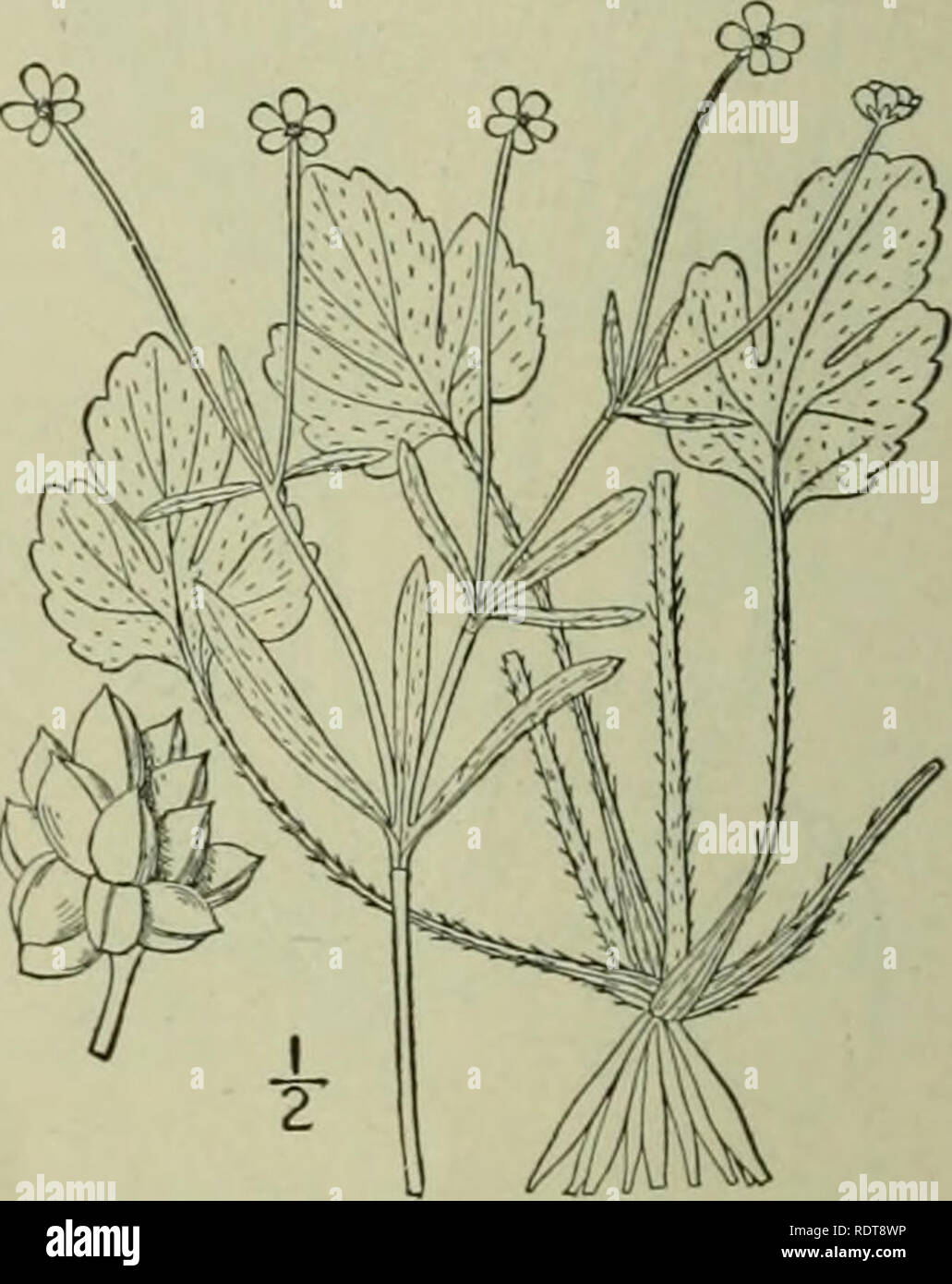 . An illustrated flora of the northern United States, Canada and the British possessions : from Newfoundland to the parallel of the southern boundary of Virginia and from the Atlantic Ocean westward to the 102nd meridian. Botany. 16. Ranunculus abortivus L. Kidney- or Smooth-leaved Crowfoot. Fig. 1910. L. Sp. PI. 551. i; Fernald, Rhodora 1S99. Ranunculus aborti%-u R. abortivus encyclu Glabrous, or but sparingly pubescent, 6-2 high, branched. Basal leaves long-petioled, bright green, thick, crenate or sometimes lobed, broadly ovate, obtuse, and generally cordate or reniform, the cauline sessile Stock Photo