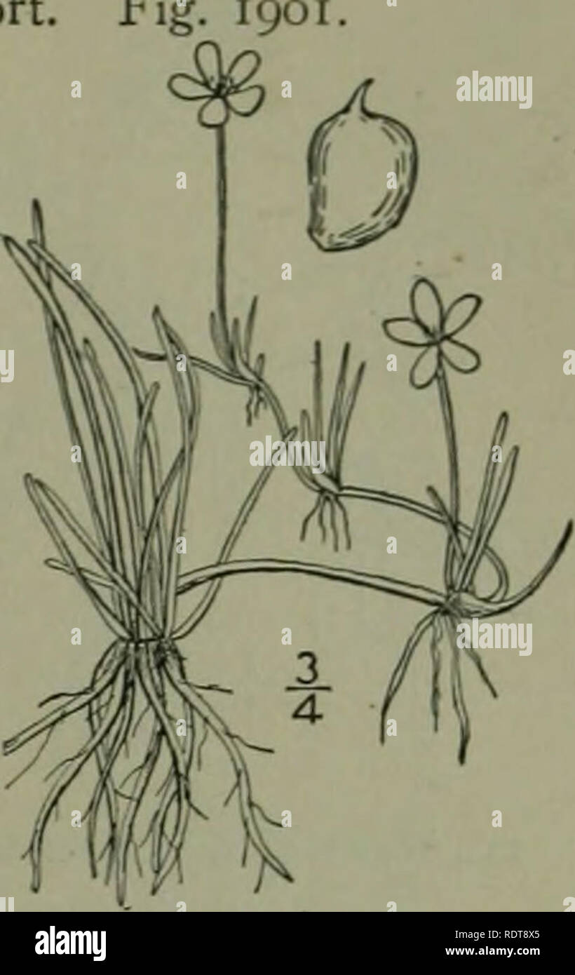 . An illustrated flora of the northern United States, Canada and the British possessions : from Newfoundland to the parallel of the southern boundary of Virginia and from the Atlantic Ocean westward to the 102nd meridian. Botany. CROWFOOT FAMILY.. 7. Ranunculus reptans L. Creeping Spearwort. Fig^ 190 Ranunculus reptans L. Sp. PI. 549. 1753. Ranunculus filiformis Michx. FI. Bor. Am. I : 320. 1803. Ranunculus Flammula var. reptans E. Meyer. PI. Lab. 96. 1830. R. Flammula inlermedius Hook. FI. Bor. Am. i: 11. 1829. Trailing or reclining, glabrous or pubescent, rooting from the nodes, the flowerin Stock Photo