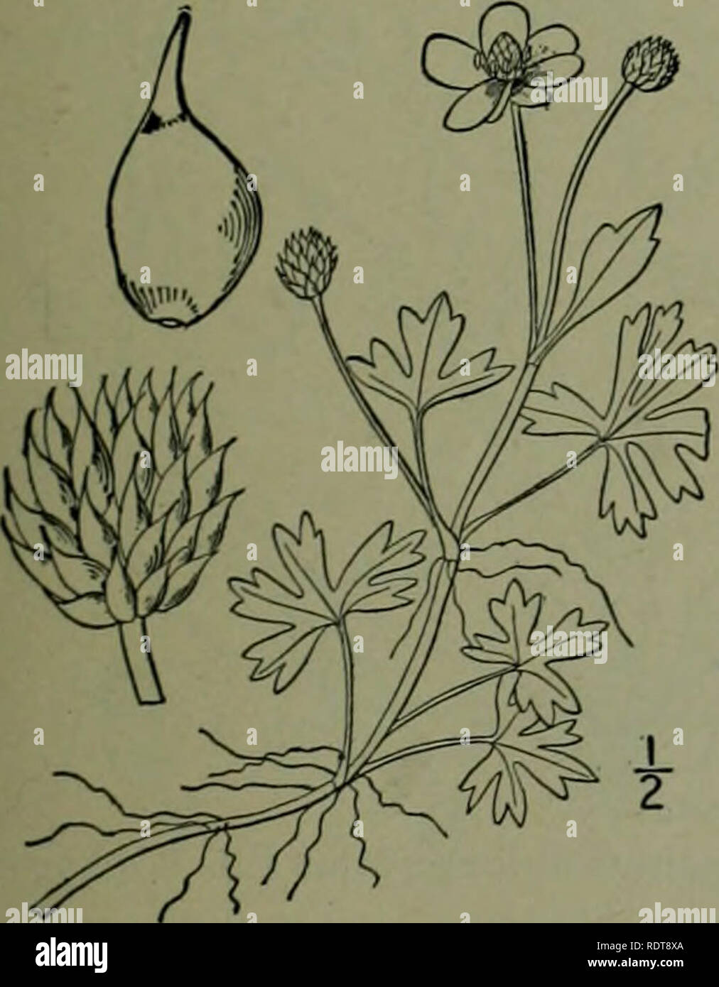 . An illustrated flora of the northern United States, Canada and the British possessions : from Newfoundland to the parallel of the southern boundary of Virginia and from the Atlantic Ocean westward to the 102nd meridian. Botany. 2. Ranunculus Purshii Richards. Pursh's Buttercup. Fig. 1896.. Ranunculus Purshii Richards. Frank. Journ. 741. 1823. Ranunculus limosus Nutt.; T. &amp; G. Fl. N. A. i: 20. 1838. Ranunculus mullifidus var. repens S. Wats. Bot. King's Exp. 8. 1871. Perennial, floating or creeping, usually pubescent at least on the younger parts, sometimes densely so; stems slender, ofte Stock Photo