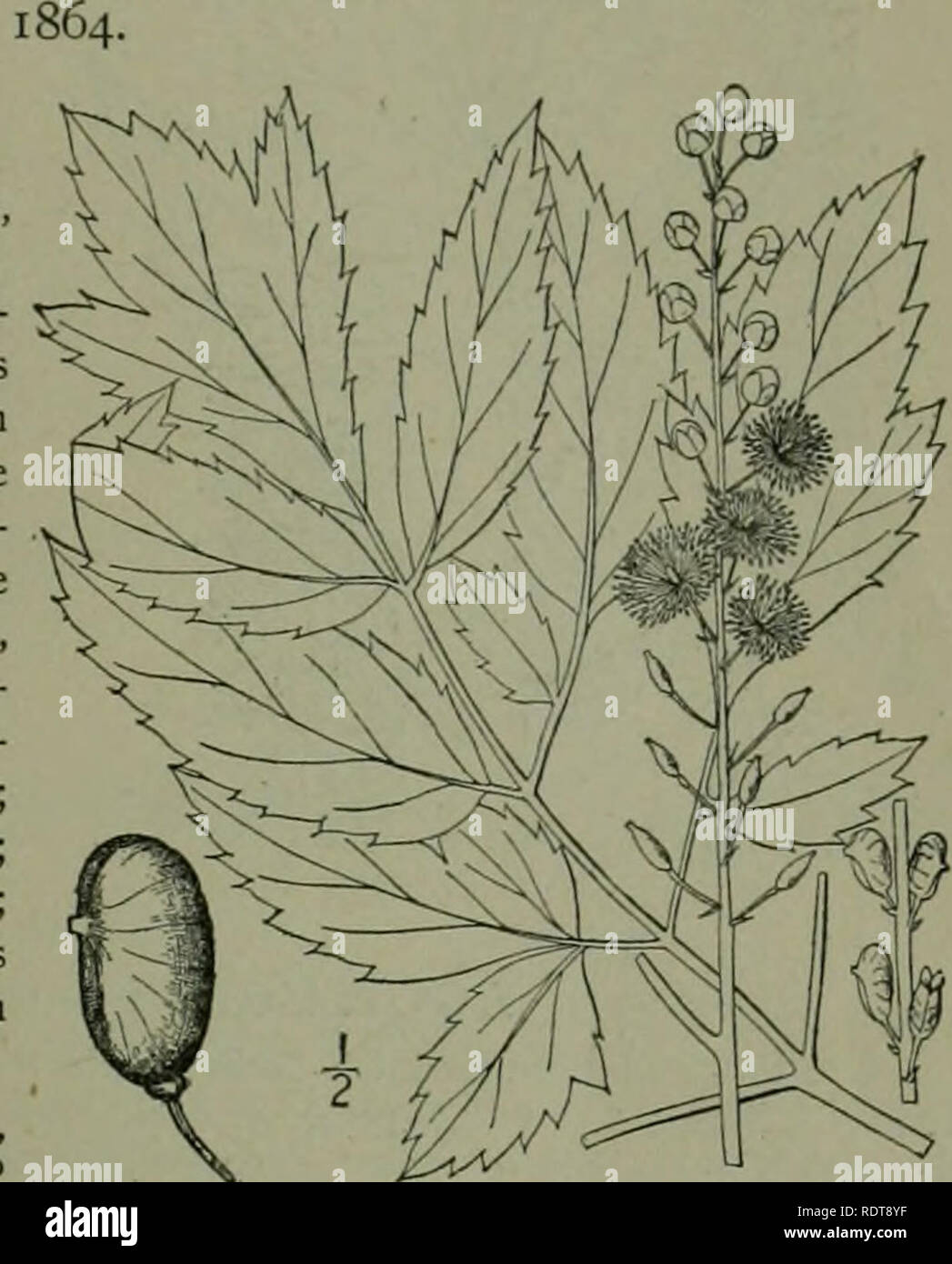 . An illustrated flora of the northern United States, Canada and the British possessions : from Newfoundland to the parallel of the southern boundary of Virginia and from the Atlantic Ocean westward to the 102nd meridian. Botany. CROWFOOT FAMILY. Carpels i or 2, sessile ; seeds in 2 rows, smooth. Leaflets ovate, oblong or obovate, narrowed, truncate 1 Leaflets broadly ovate or suborbicular, deeply cordate. Carpels 2-8, stalked; seeds in i row, chaffy. subcordate at the base. i. C. 2. C. cordifoUa. 3. C. americana. I. Cimicifuga racemosa (L.) Nutt Fig. Actaea racemosa L. Sp. PI. 504. i;53. Cimi Stock Photo