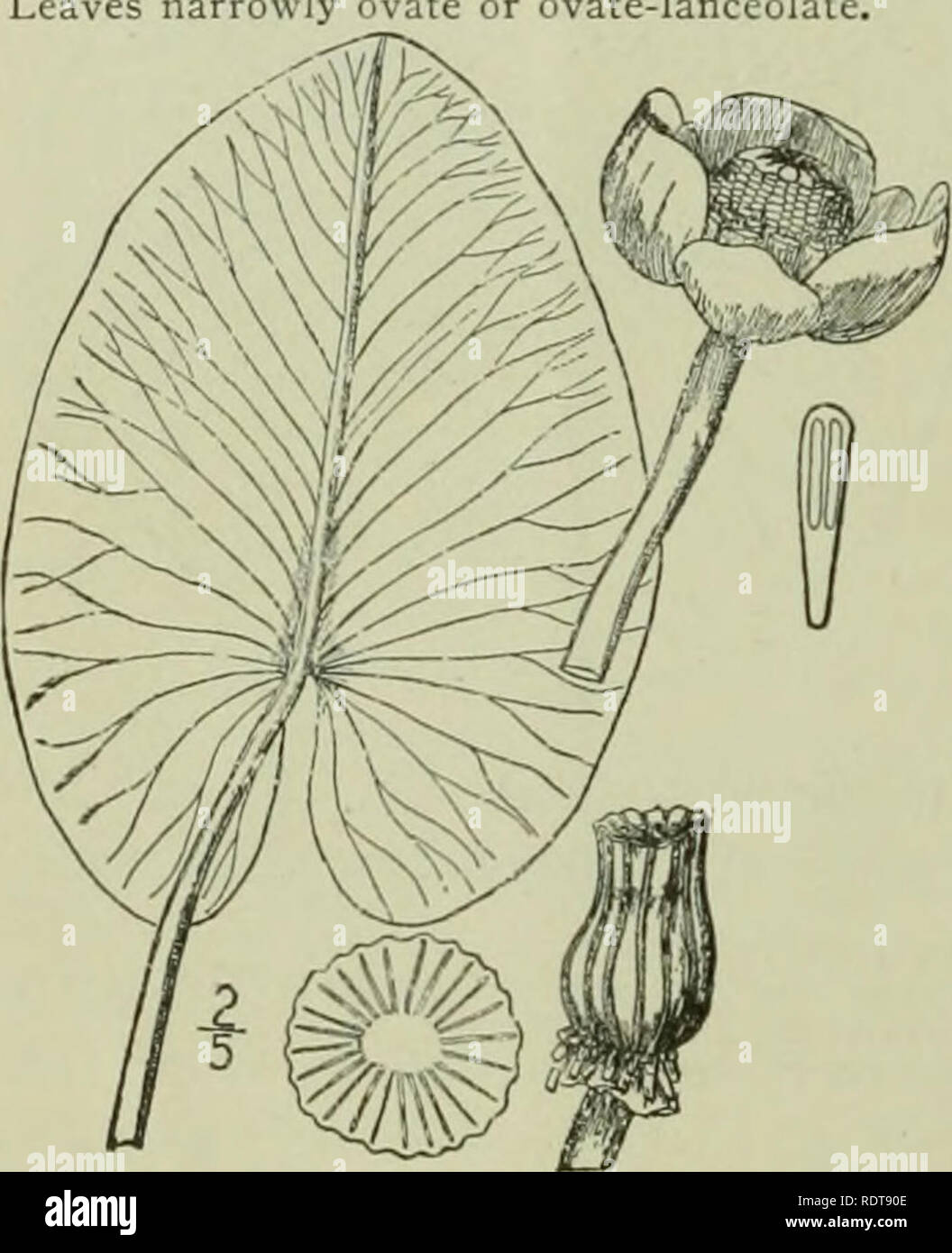 . An illustrated flora of the northern United States, Canada and the British possessions : from Newfoundland to the parallel of the southern boundary of Virginia and from the Atlantic Ocean westward to the 102nd meridian. Botany. 7S NYMPHAEACEAE. leathery several-seeded a sac at the base of the lanceolate. Ovules very numerous on the walls of the ovary. Fruit berry. Seeds often shining, with the embr}0 enclosed in fleshy endosperm. Five genera and about 45 species, widely distributed in fresh water. Petals small or minute ; stamens hypogynous. i. Nymphaea. Petals large, numerous ; stamens epig Stock Photo