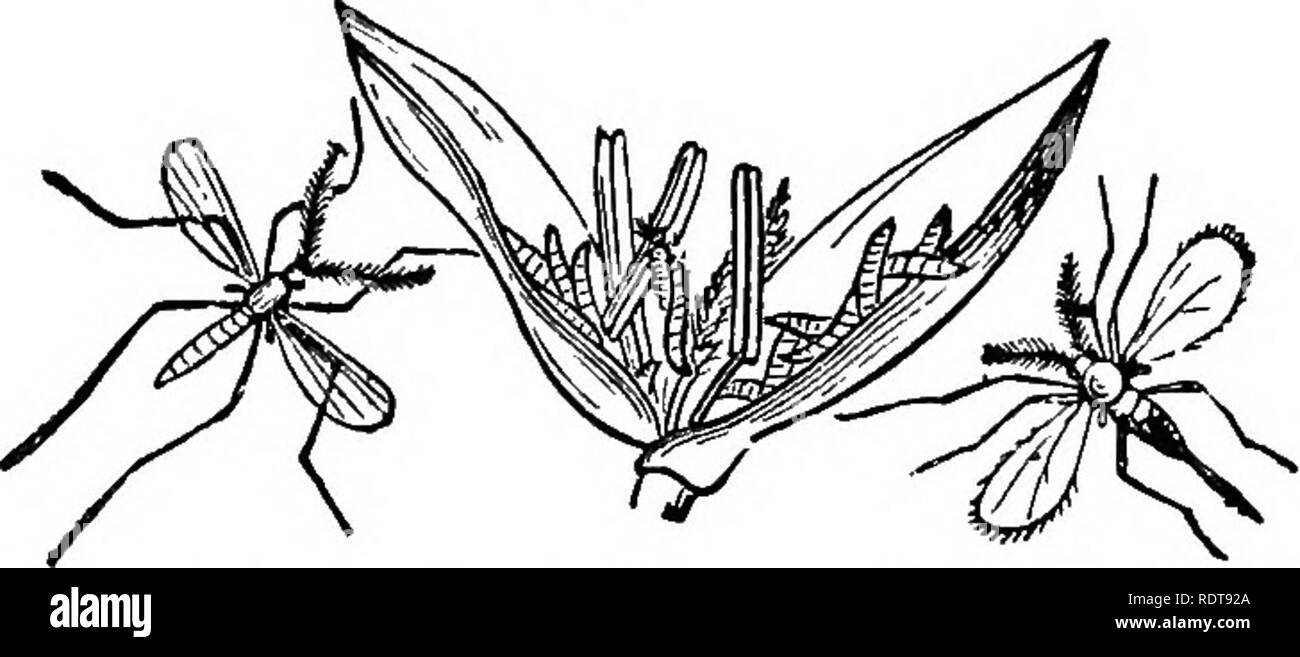 . Fourteen weeks in zoology. Zoology. 214 SUBKINGDOM AETICULATA. tube on the last segment of the body, till they change into the pupa state, when respiration is transferred to two tubes in the thorax. Assuming the imago state, they burst through their envelopes, and rise from the water perfect insects. There are three or four generations in a season. The female alone has a piercing proboscis, which for fineness is to the point of a needle as that is to a sword.* Fig. see.. Ceddomyla destnuitor, Hessian Fly; (!. triCiei, Wheat Midge j LarDce of latter feeding in wheat-fkmtrs, magnified. Cecidom Stock Photo