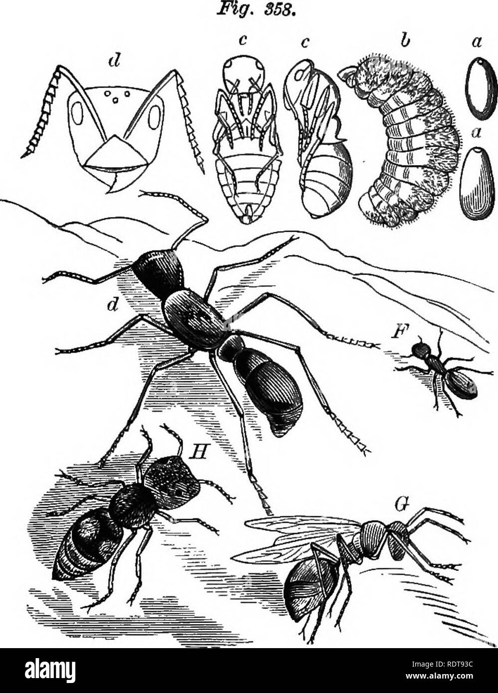 . Fourteen weeks in zoology. Zoology. CLASS iksecta: order htmenoptera, 209. a. Egg; b. Larva ; c Pupa of Ants; d. Pon^a grandis, Giant Ant; P. Forrmca sanguinia. Red Ant; G. Myrmecia forficdta; H. MutiUa cephcUdtos. looking grains about, an erroneous idea has aripen that the ants lay up food for winter. The habits of the various species are well worth study. The Agricultural Ants of Texas have a tiny farm, where they cultivate a plant {Aristida stricta) whose seed they harvest. The Sanguinary Ants are warriors. They rob their neighbors and reduce their captives to abject slavery, compelling t Stock Photo