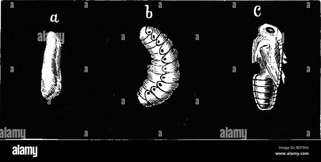 Fourteen Weeks In Zoology Zoology Repeated Molts To Allow For G fourteen-weeks-in-zoology-zoology-repeated-molts-to-allow-for-g