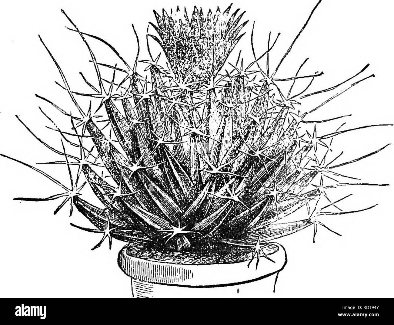 . Cactaceous plants: their history and culture. Cactus. LEtrOHIENBEEGIA. 29 Helwingia and Erythrochiton. Lemaire partly adopted thia 7iew regarding the mammae of the three genera Mamillaria, Pelecyphora, and Leuchtenbergia as metamorphosed leaves, the spines representing the veins of the leaves, in which opinion many careful observers agree. Le Maout and Decaisne describe them as &quot; arrested buds,&quot; and would thus give them more the nature of branches, while others incline to the view that they are simple elevations of the substance of the stem similar to the ridges in Echinocactus and Stock Photo
