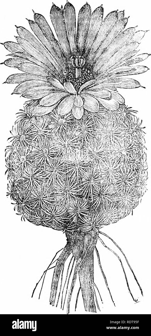 . Cactaceous plants: their history and culture. Cactus. SELECT SPECIES. 23 M. PUSILLA, DecandoUe.—A diminutive but beautiful plant, meriting a place amongst the best forms of the genus. It is interesting, too, as being a. Fig. 3.—Mamillaria pectinata. natire of the West Indies and South America, whence it was introdnoed in 1820. This species appears to be identical with those described by Harvey. Please note that these images are extracted from scanned page images that may have been digitally enhanced for readability - coloration and appearance of these illustrations may not perfectly resemble Stock Photo