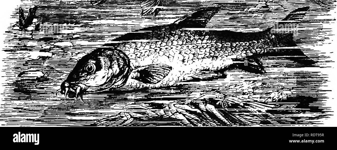 . Fourteen weeks in zoology. Zoology. 1. Cypfinus carj^^ European Carp. a. JSsox bmus, European Pike. Cyprinidse.—The Carj}, indigenous to Europe, has been successfully naturalized in America. It is especially culti- vated in reservoirs for the table, attaining sometimes to the weight of 100 pounds, and living to the age of 150 years. The Gold-fish (Cyprinus auratus), originally from China, has become a common pet of the parlor and the fountain.* Fig. SU).. C^pHmis barbus, Barbel, Europe. * Gold-fish should be fed once a week with some animal food, as worms, and more frequently with stiff doug Stock Photo