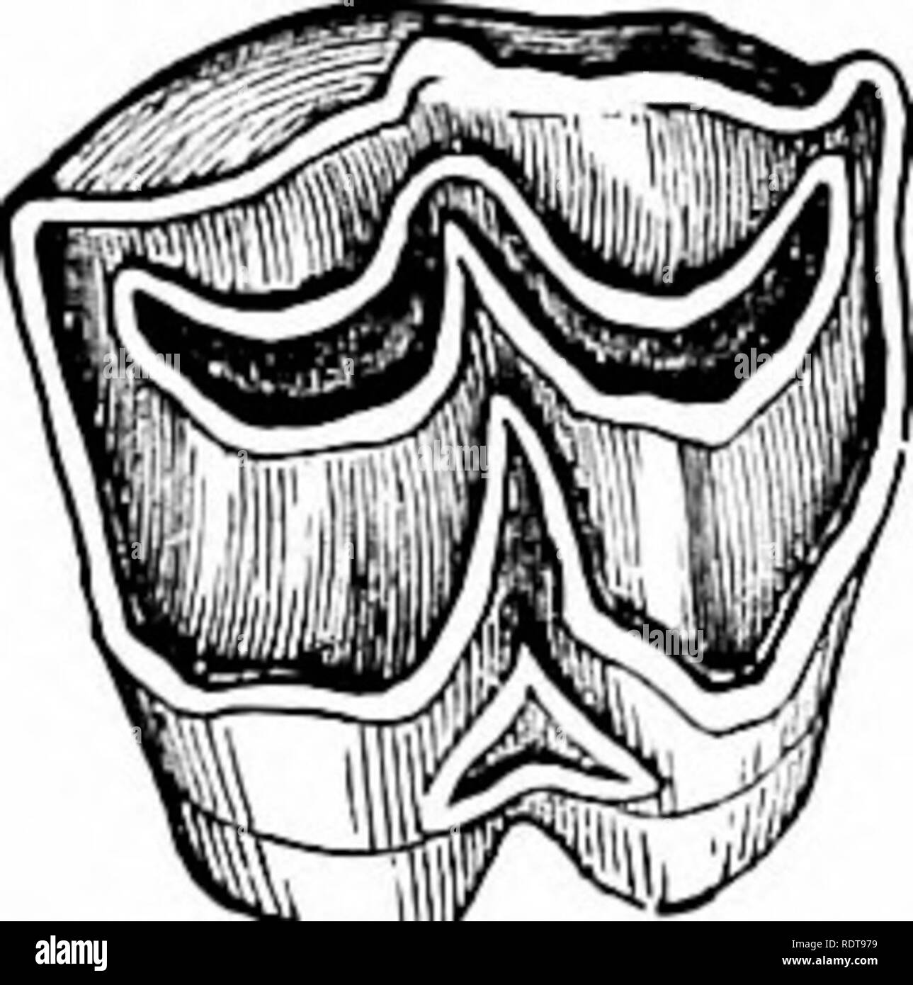 Neapolitan horse hi-res stock photography and images - Alamy