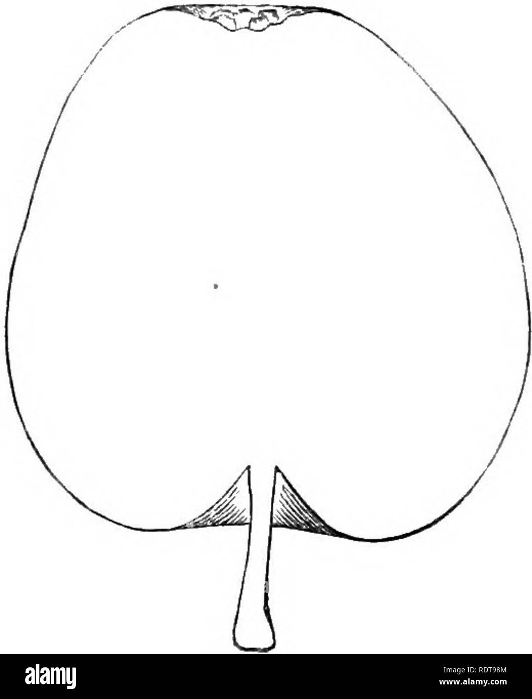 . The apple and its varieties: being a history and description of the varieties of apples cultivated in the gardens and orchards of Great Britain. Apples. 75. COE'S GOLDEN DROP.—Hort. Identification. — Hort. Soc. Cat. ed. 3, n. 274. Fruit, small, conical, even, and regularly shaped. Skin, green at first, but changing as it ripens to yellow, with a few large crimson spots, on /  the side exposed to the sun, and marked with small patches of thin delicate russet. Eye, small and open, even with the surface, and surrounded with a few shallow plaits. Stalk, three quarters of an inch long, inserted  Stock Photo