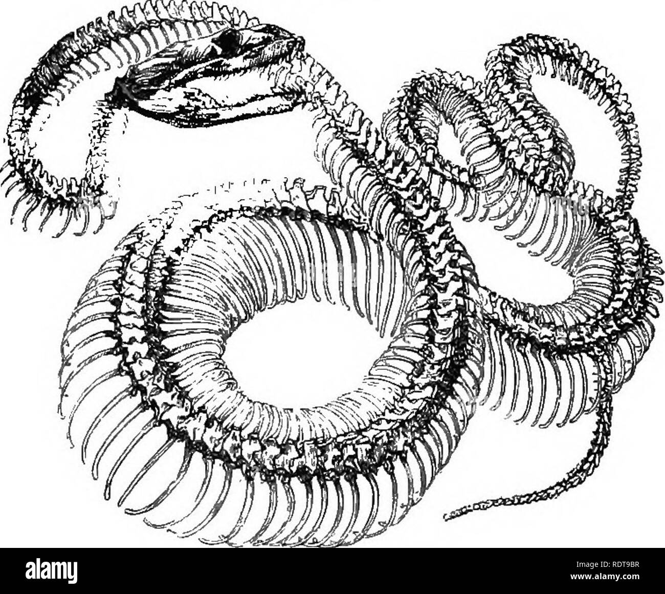 Snapshot of Employment Of Ovoviviparous Species For Kingsnake Breeding